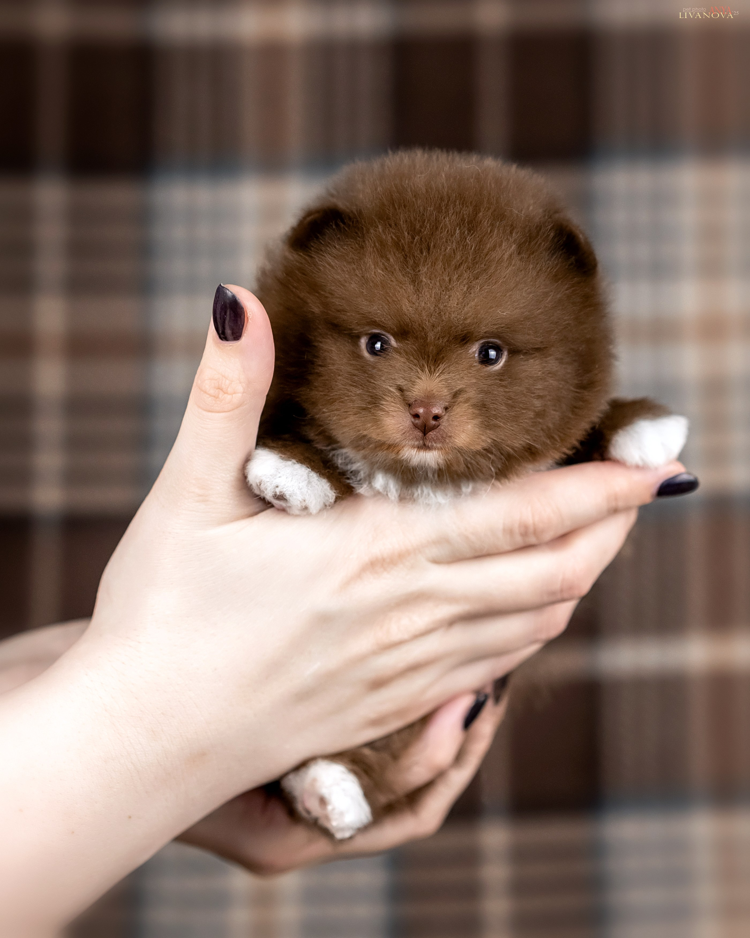 Шпицы. Фотограф анималист Аня Ливанова | Рыбинск