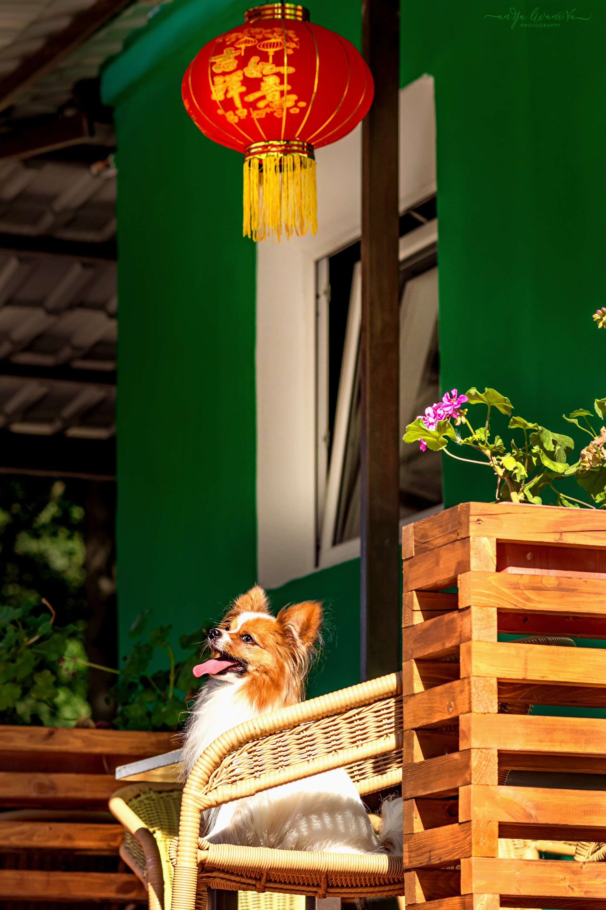 Царёчик 3 года. Фотограф анималист Аня Ливанова | Рыбинск