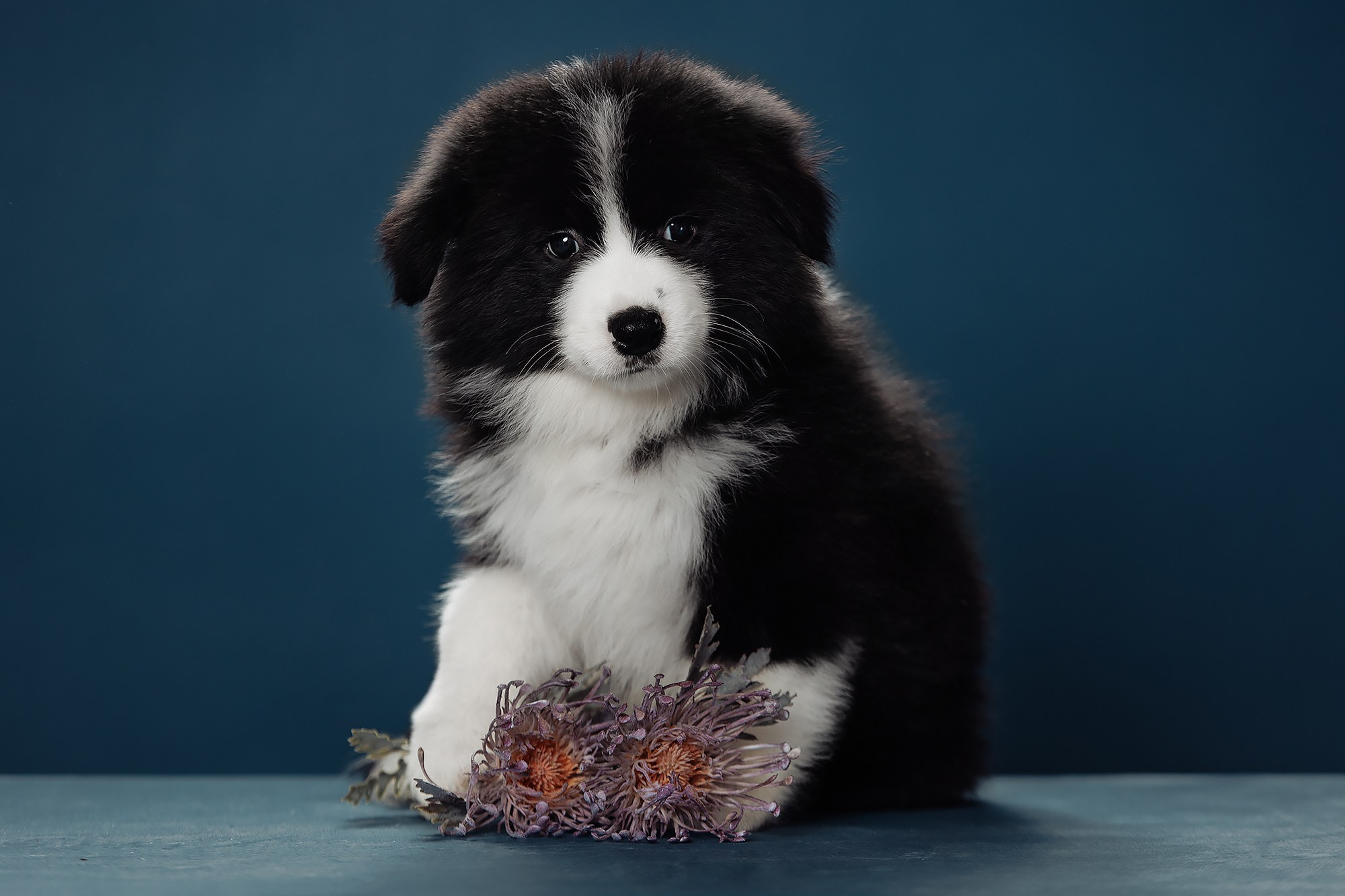 Синева. О нас