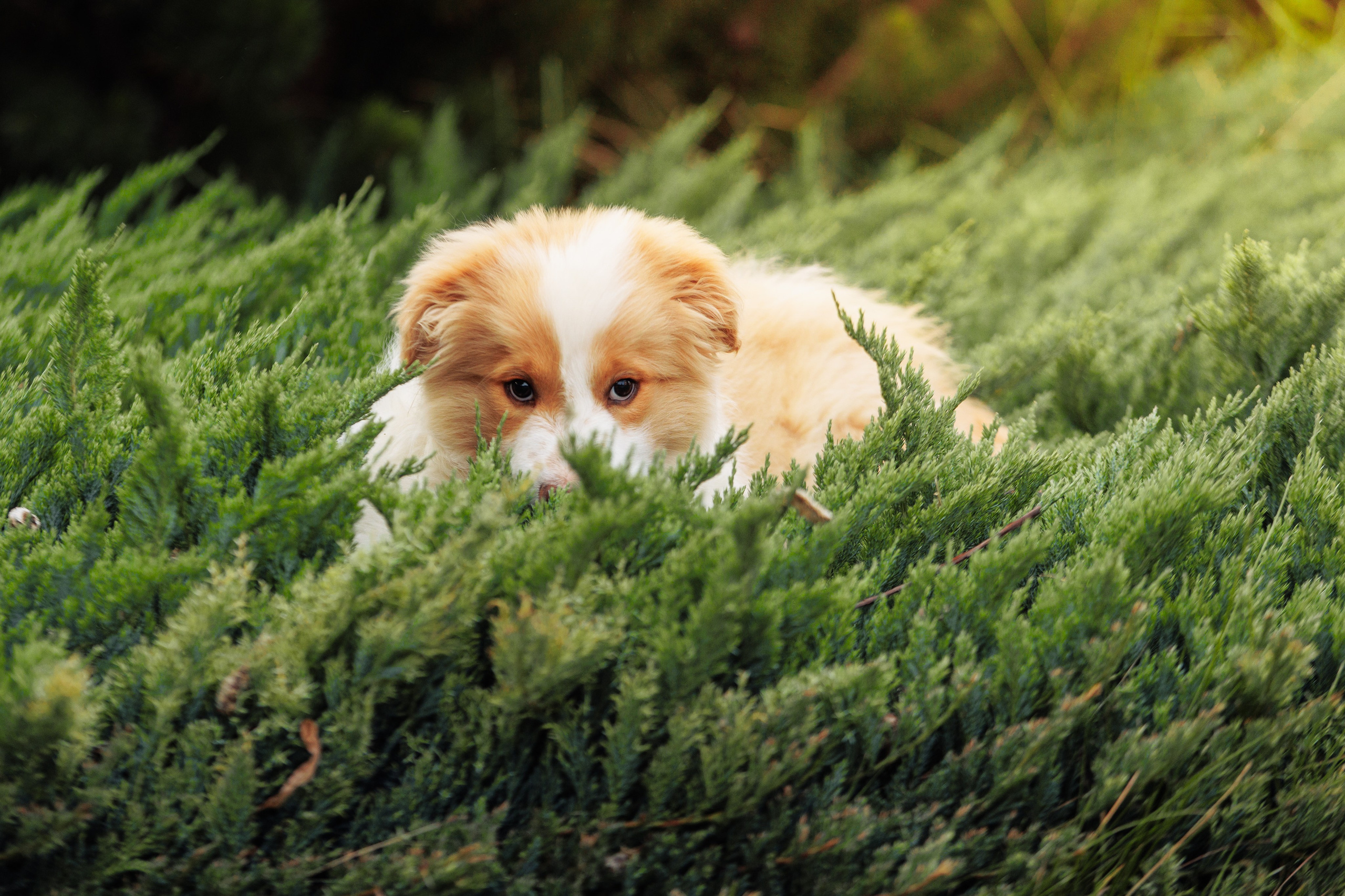 СОлнечные. О нас