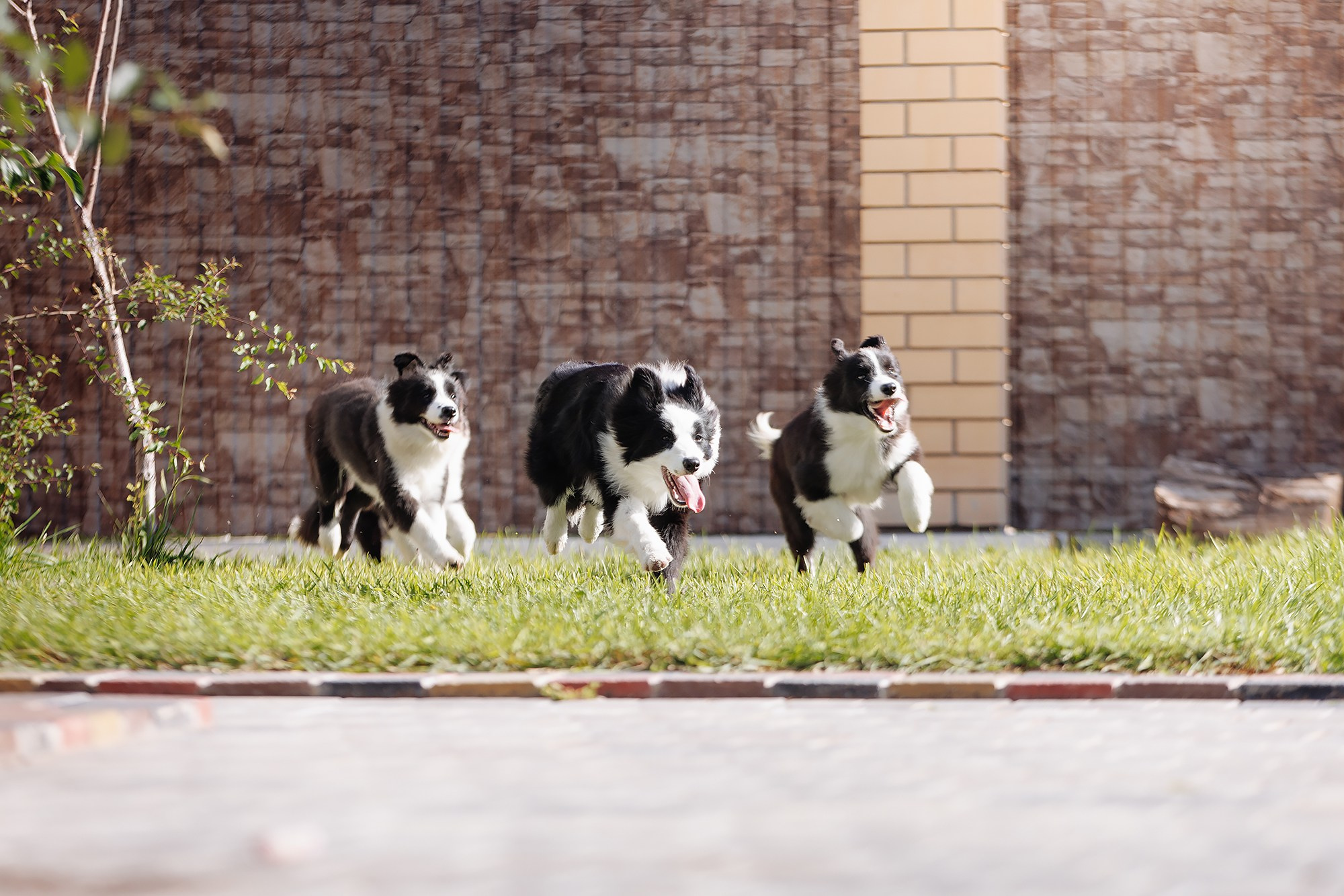 Трава у дома. О нас