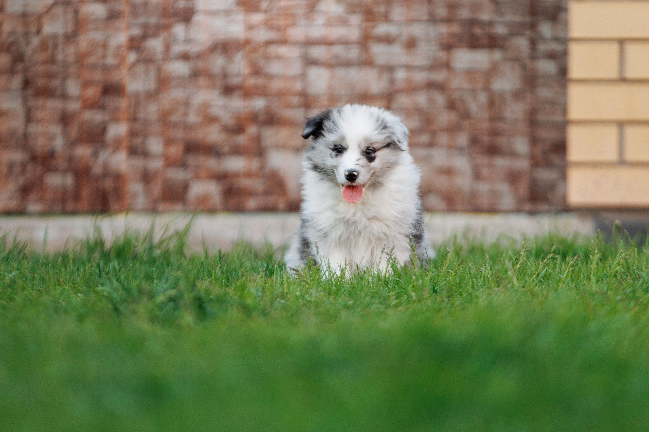 Пушистое. О нас