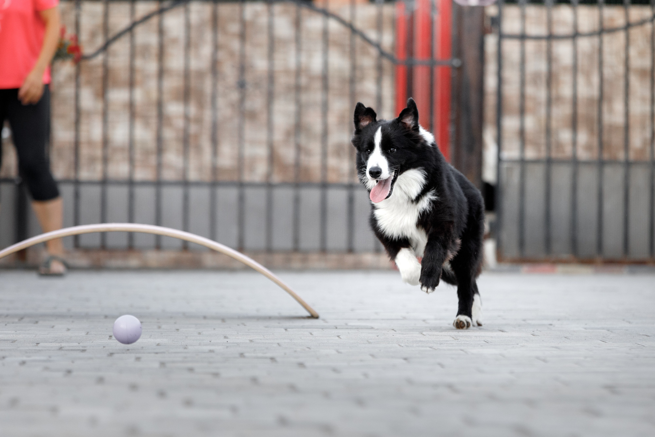 Болтовня в саду. О нас