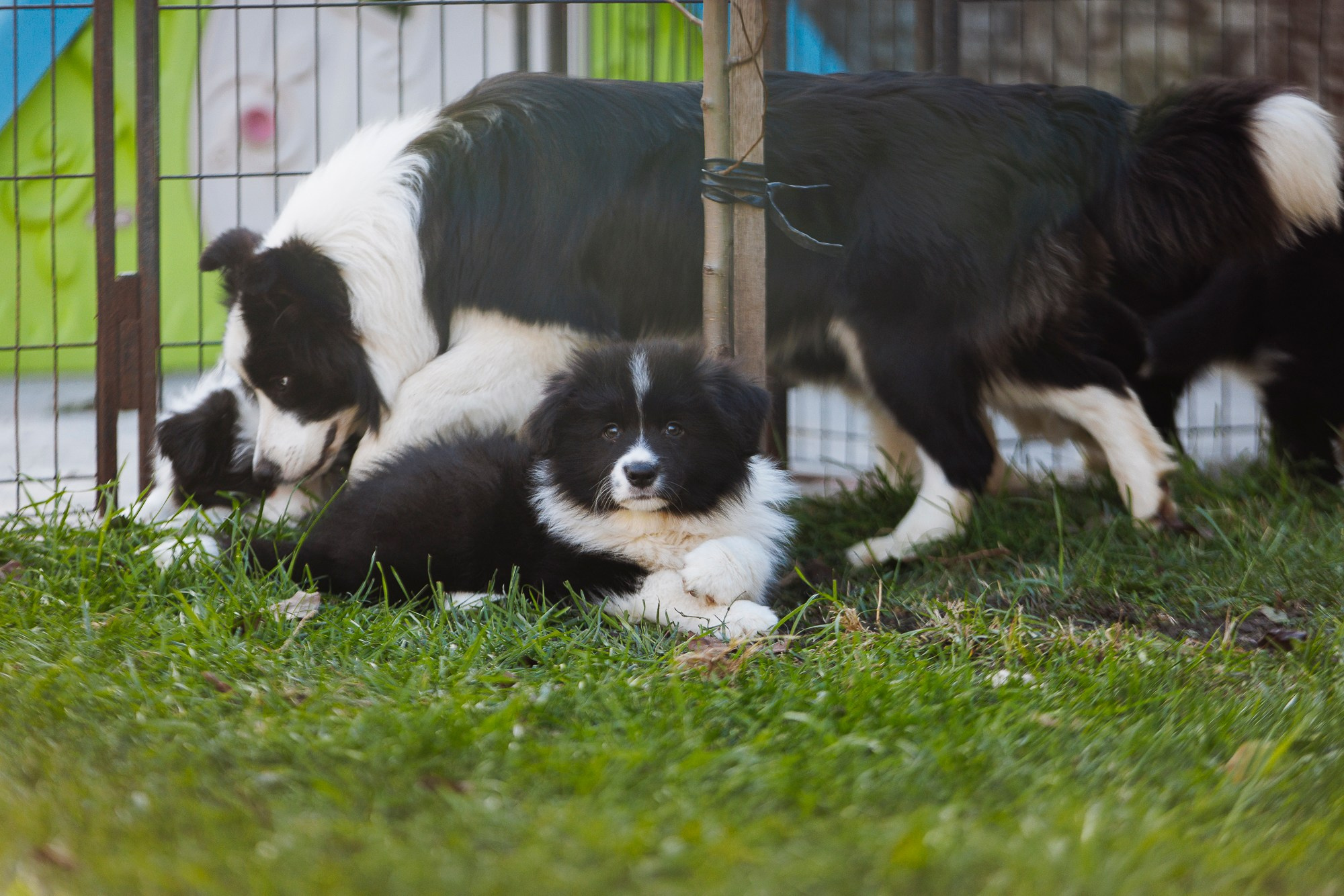 У дома с большой компанией от мала до велика. О нас