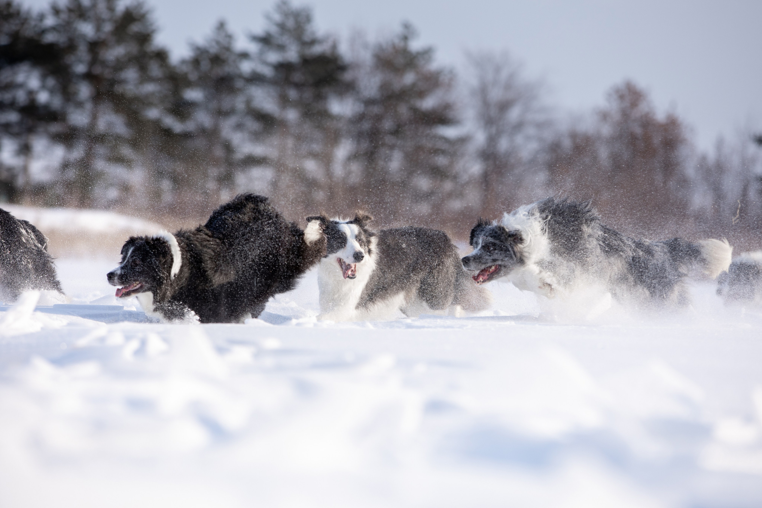 Мороз и солнце. О нас