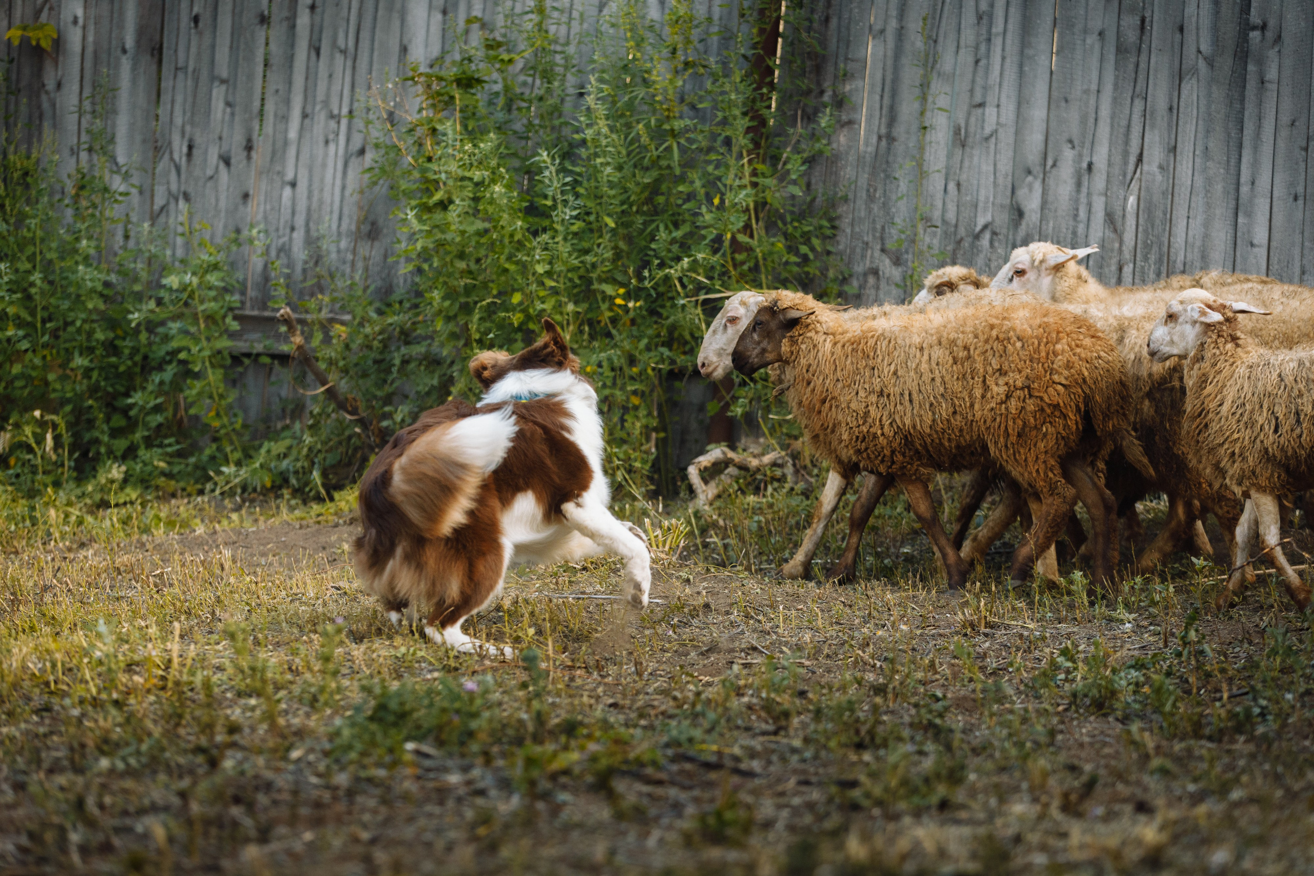 Овечий день. О нас