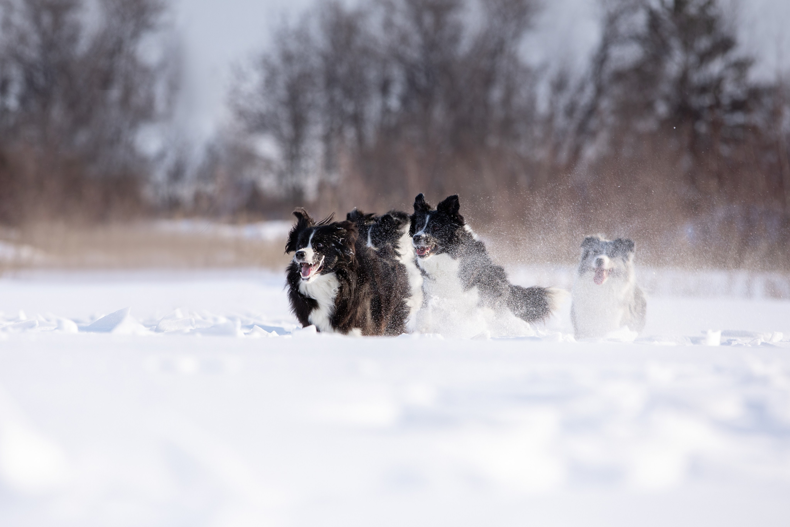 Мороз и солнце. О нас