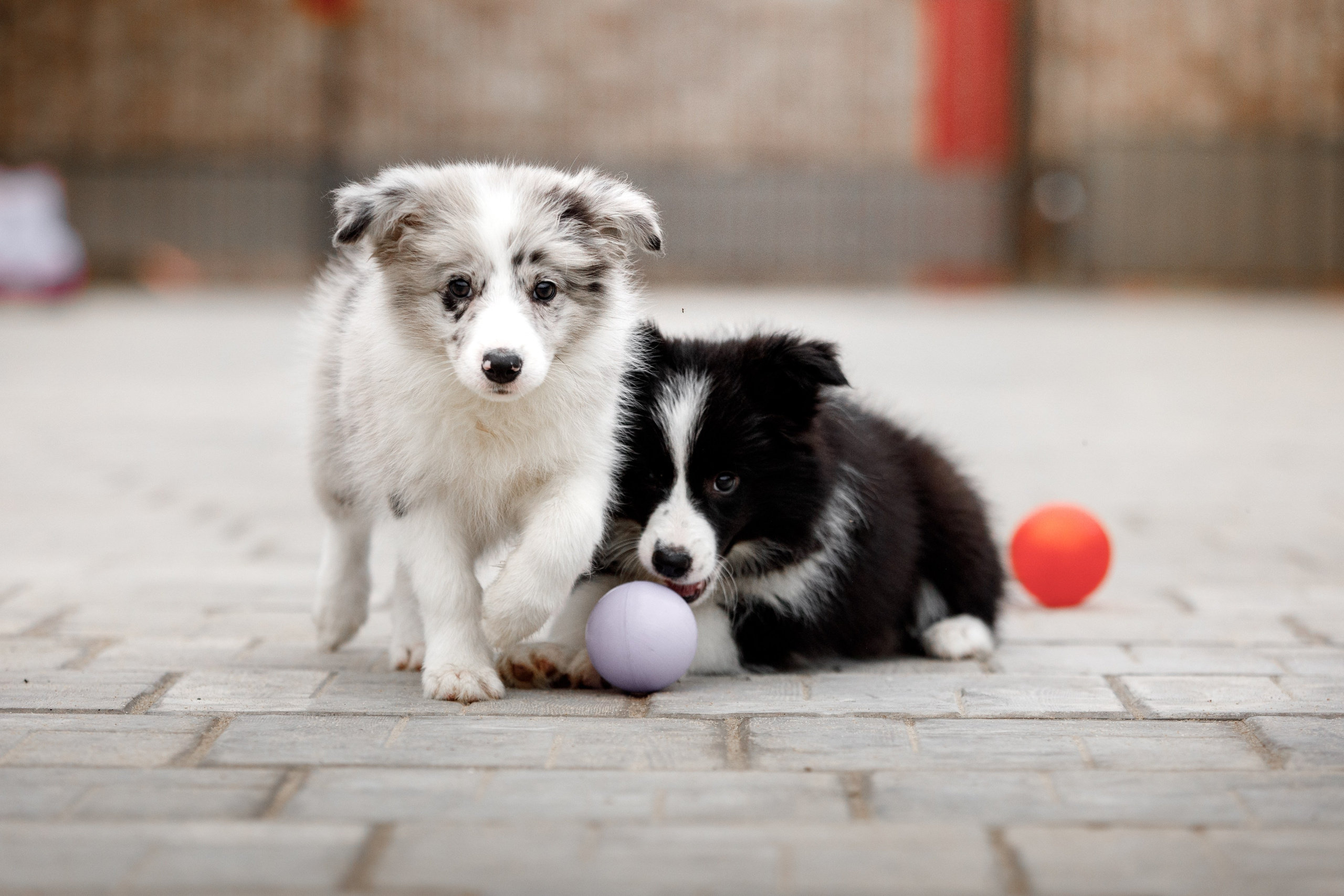 Болтовня в саду. О нас