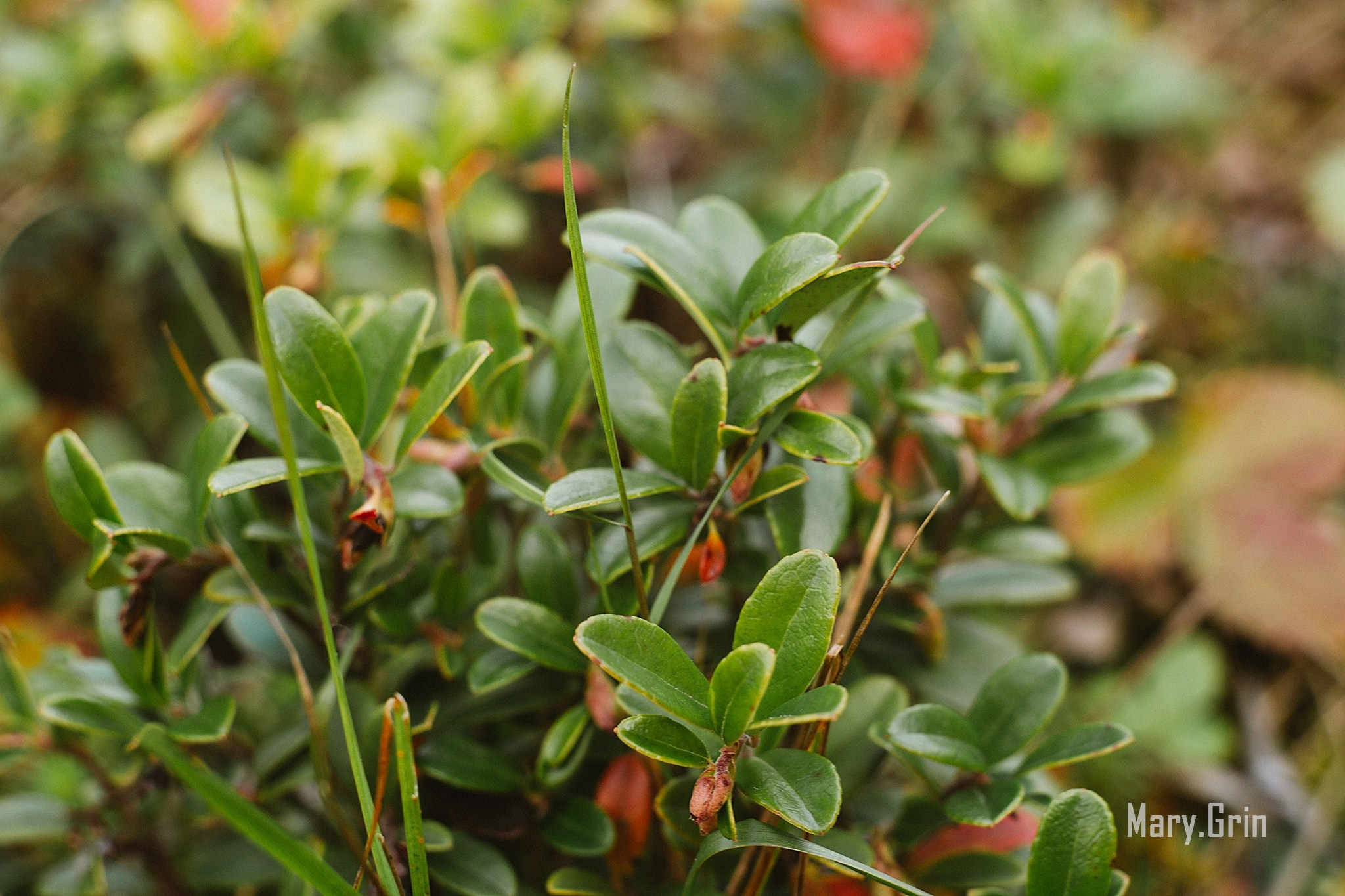 Русская деревня. Детский и семейный фотограф, фотограф мероприятий Нижний Новгород