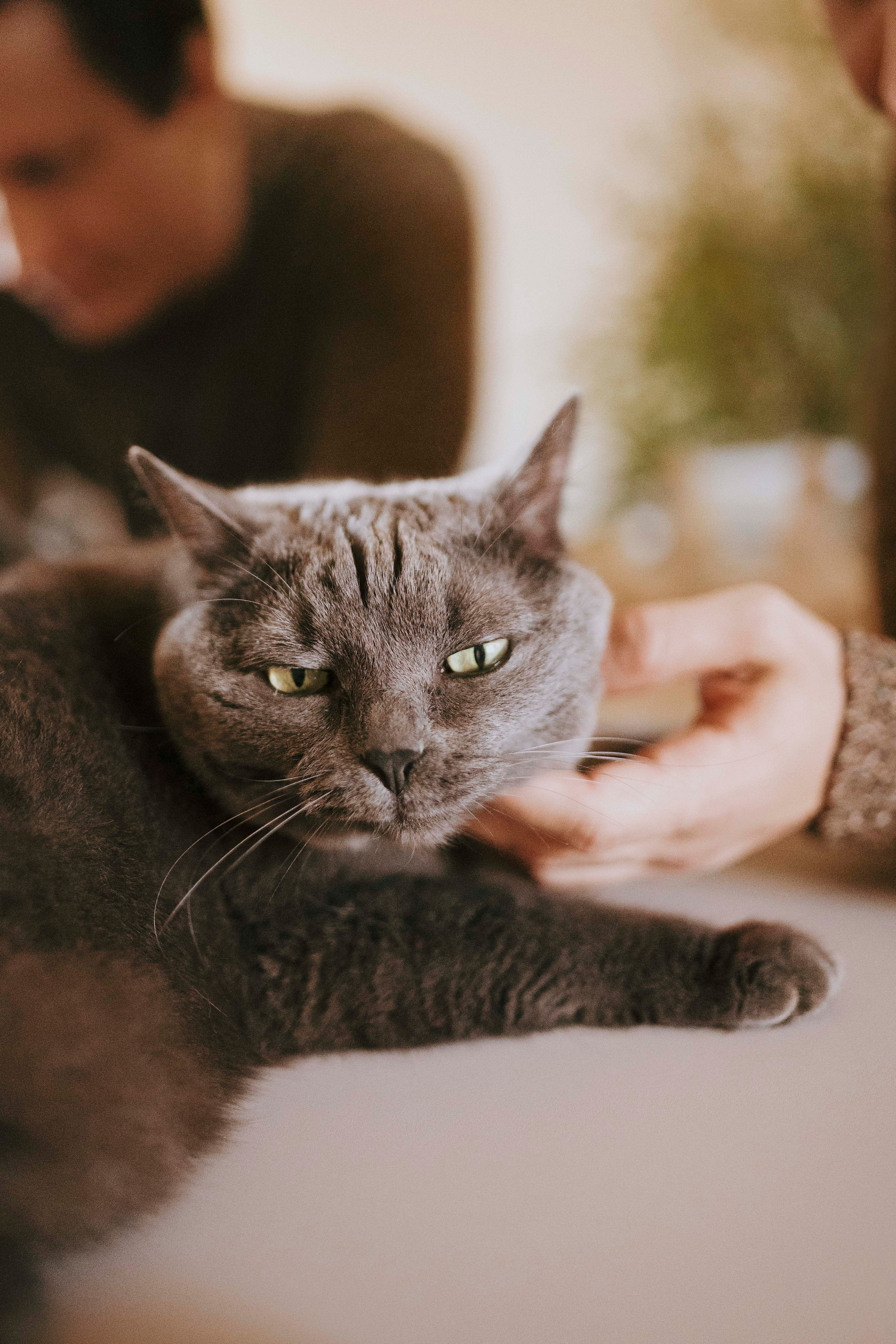 Заказать съемку. Фотограф- анималист Александра Матвеева