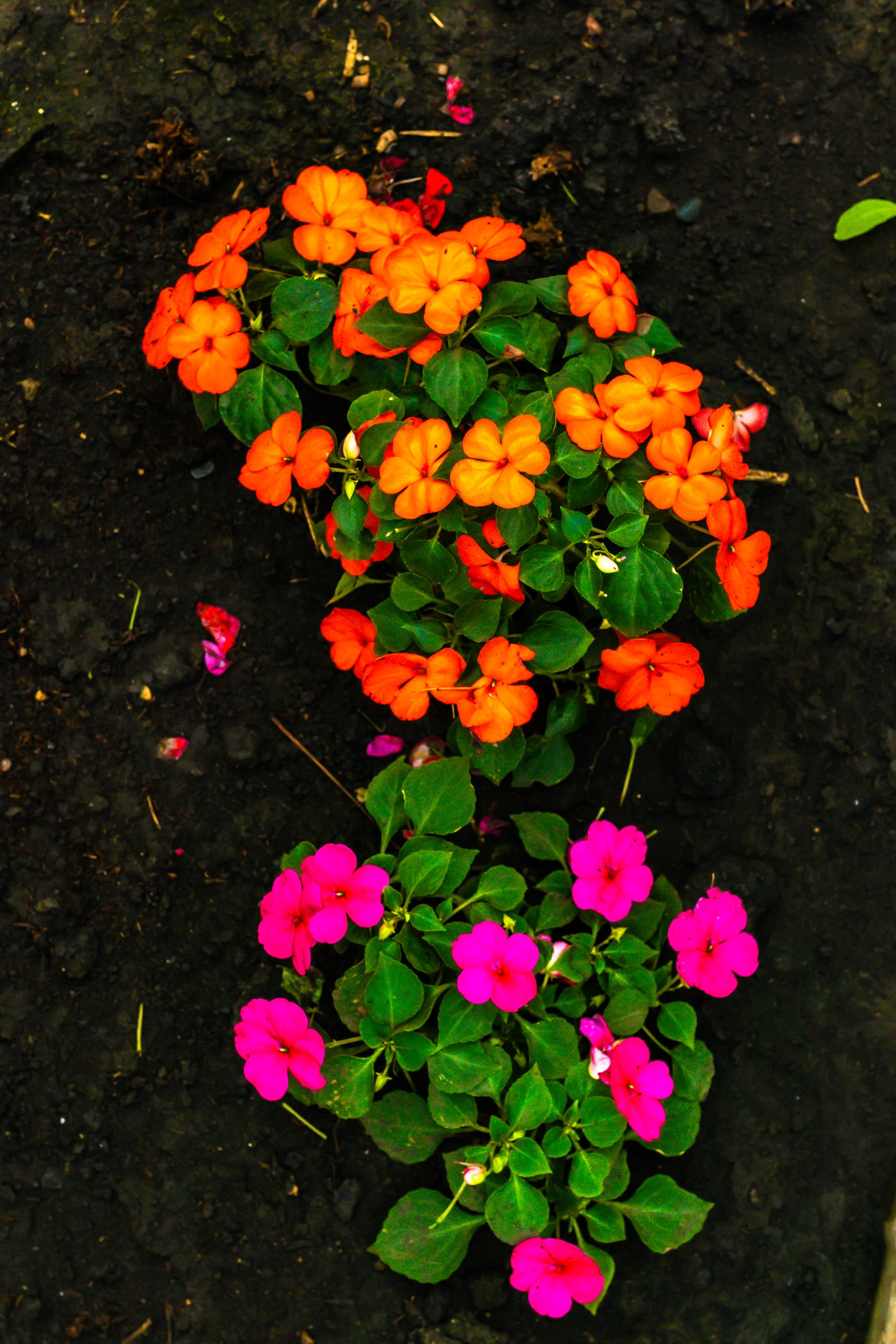 Фотографии природы Липецка. Свадебный и семейный фотограф Виолетта в Липецке