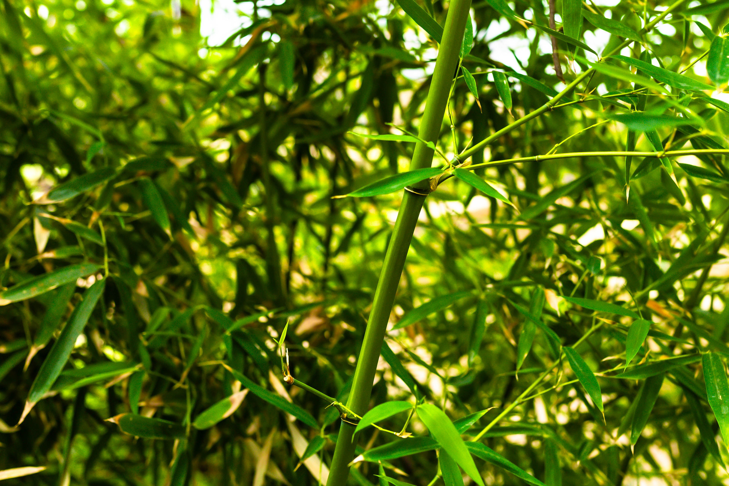 Фотографии природы Липецка. Свадебный и семейный фотограф Виолетта в Липецке