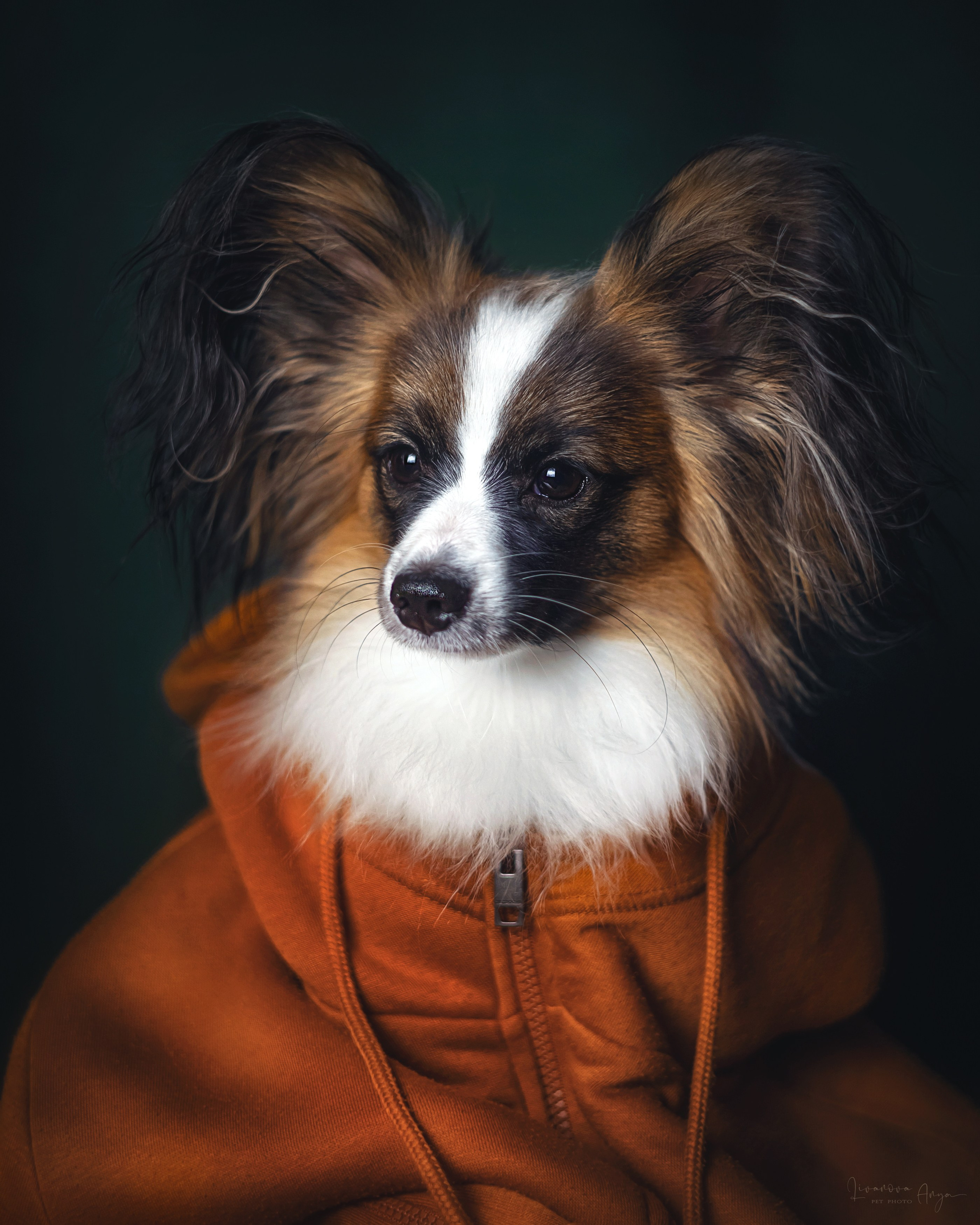 Хьюстон. Фотограф анималист Аня Ливанова | Рыбинск