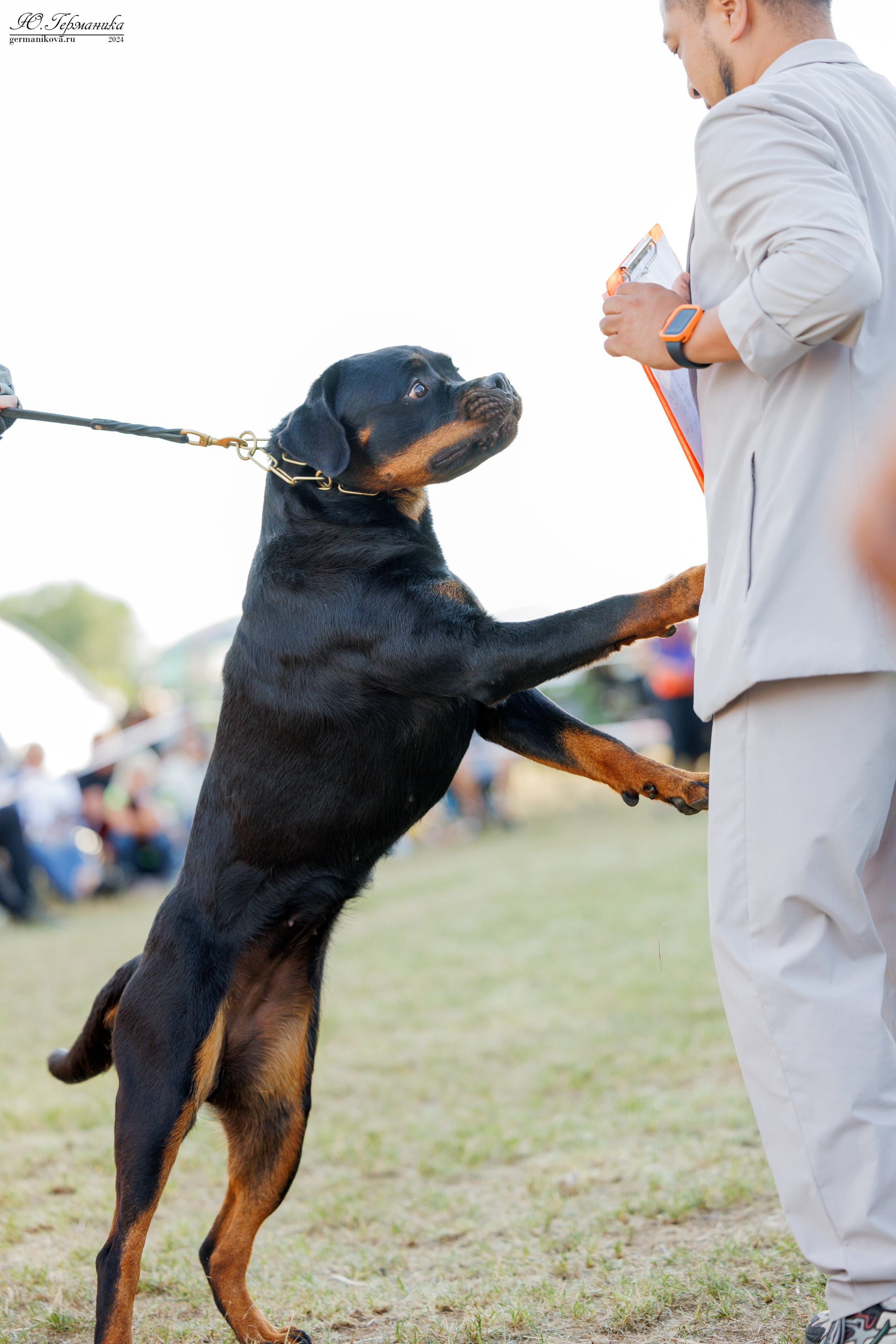 ПК и КЧК ротвейлеры Тверь 6-7.07.2024. Фотограф-анималист Юлия Германика