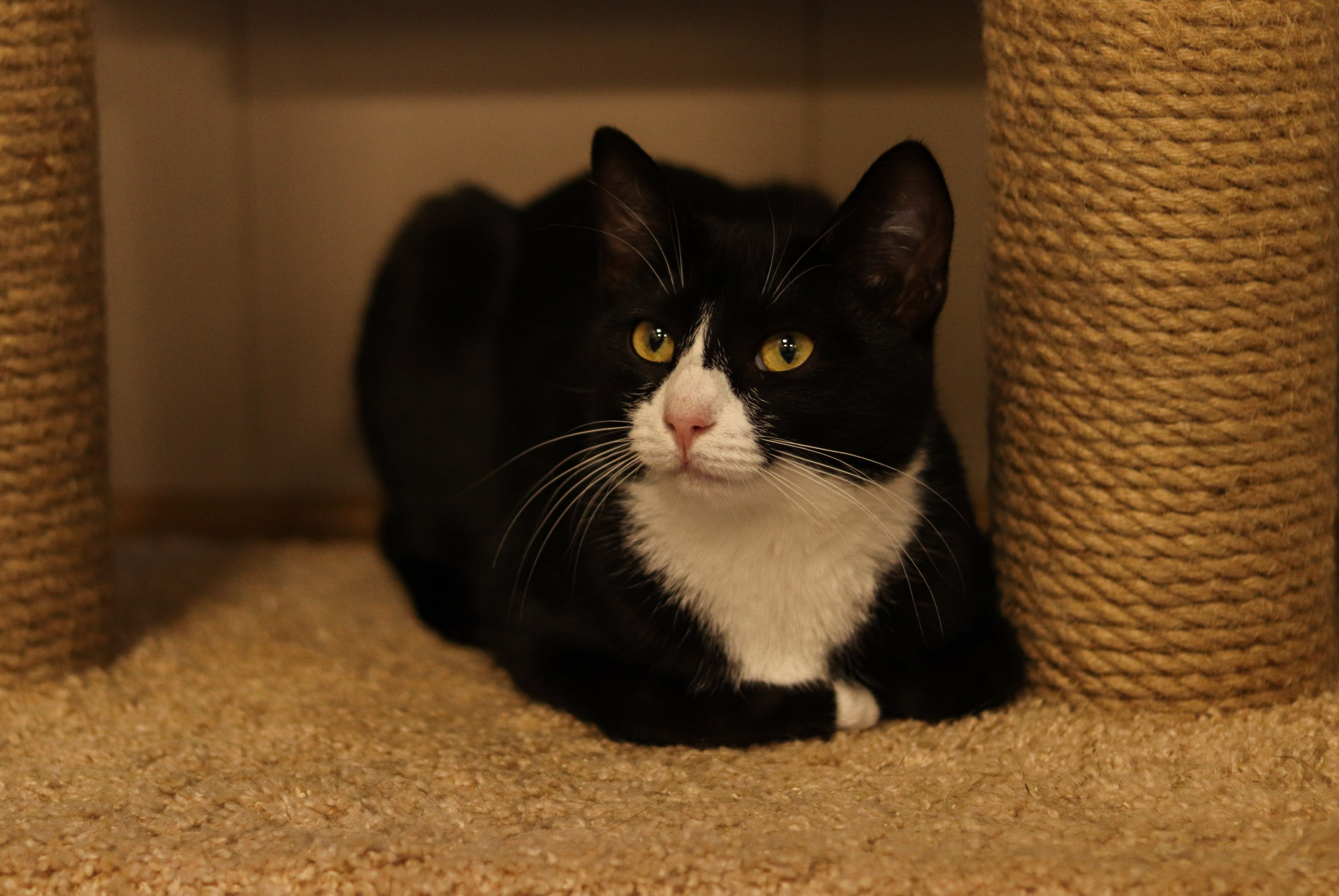 Петербургский дом кота (27 июня 2024). Ивентный фотограф в Санкт-Петербурге Олег Комков