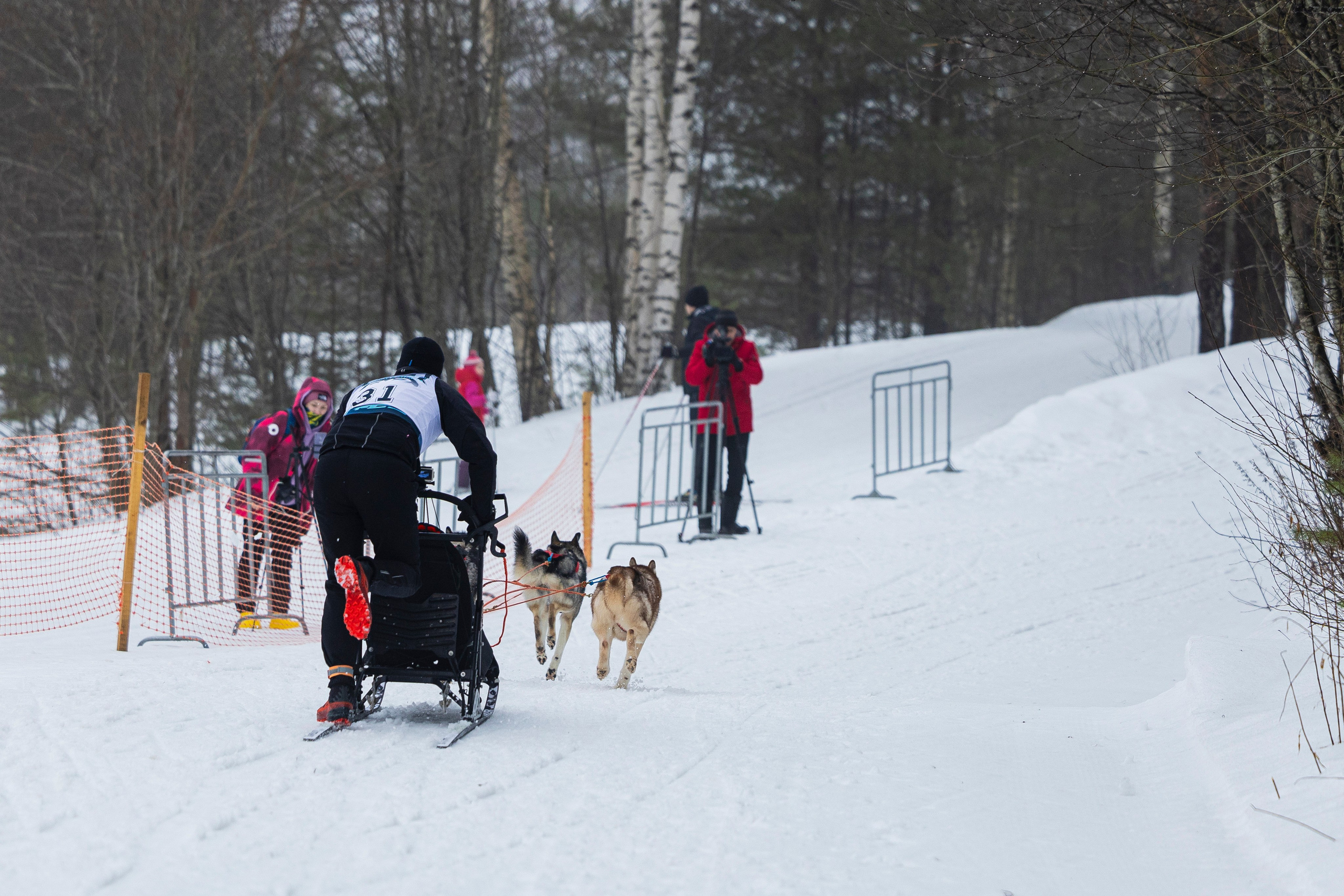 Зимний Чемпионат Санкт-Петербурга по ездовому спорту. Фотограф-анималист Анна Маринич