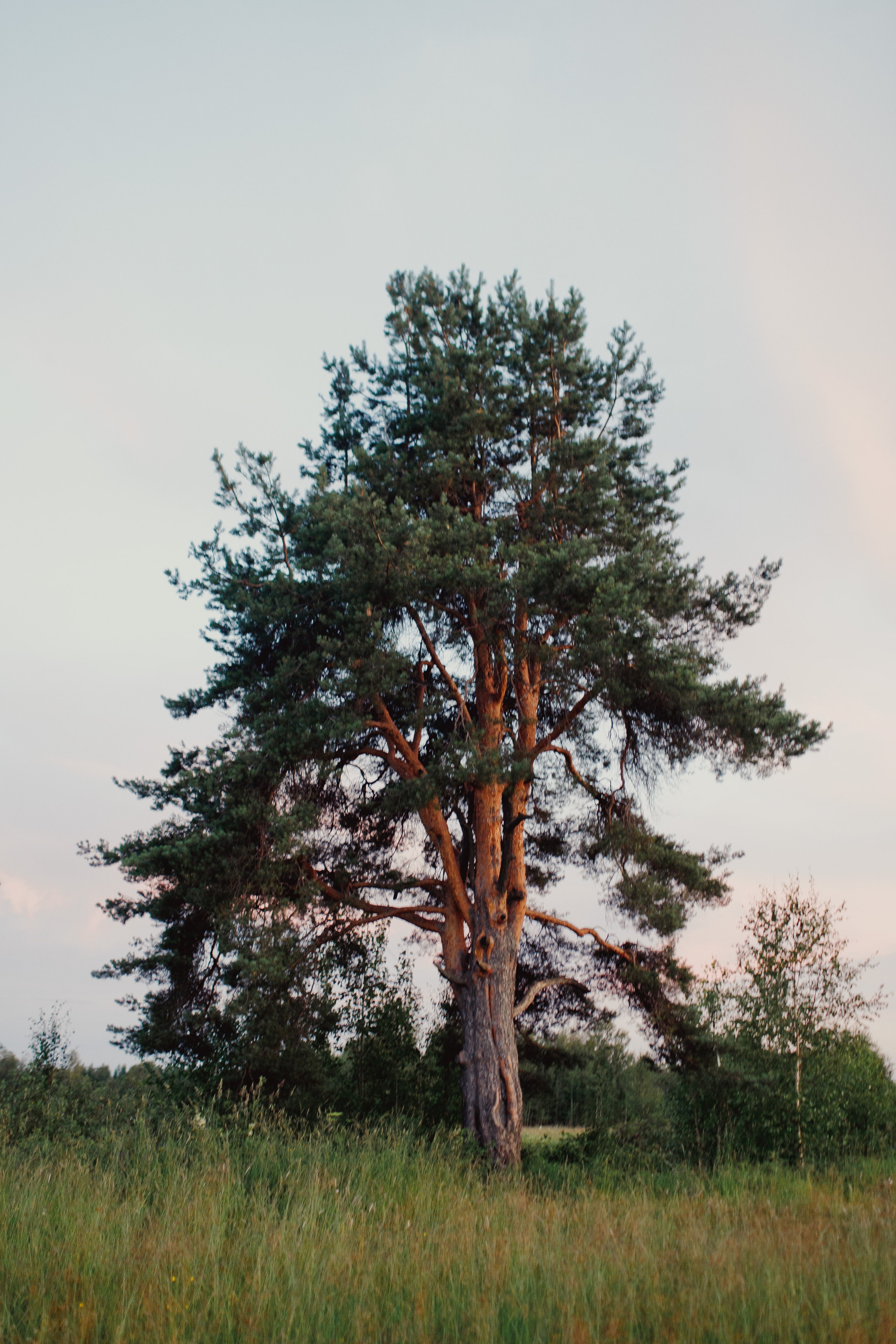 Илья и Александра 26 июля 2019 года. Свадебный и портретный фотограф в Сыктывкаре Слава Изъюров
