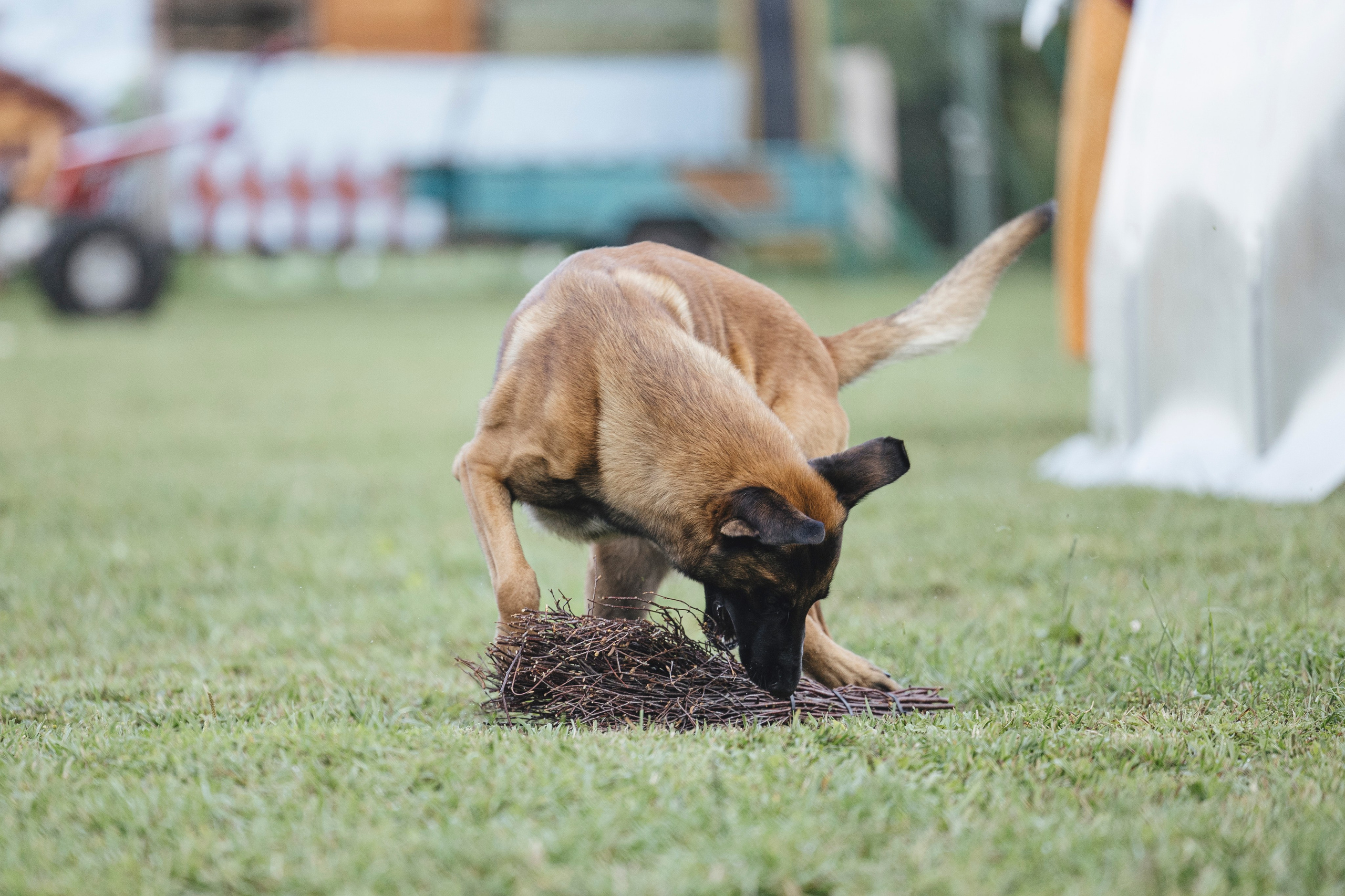08.08.25-10.08.25 ЧР по мондьорингу г. Вологда. Фотограф-анималист Анна Маринич