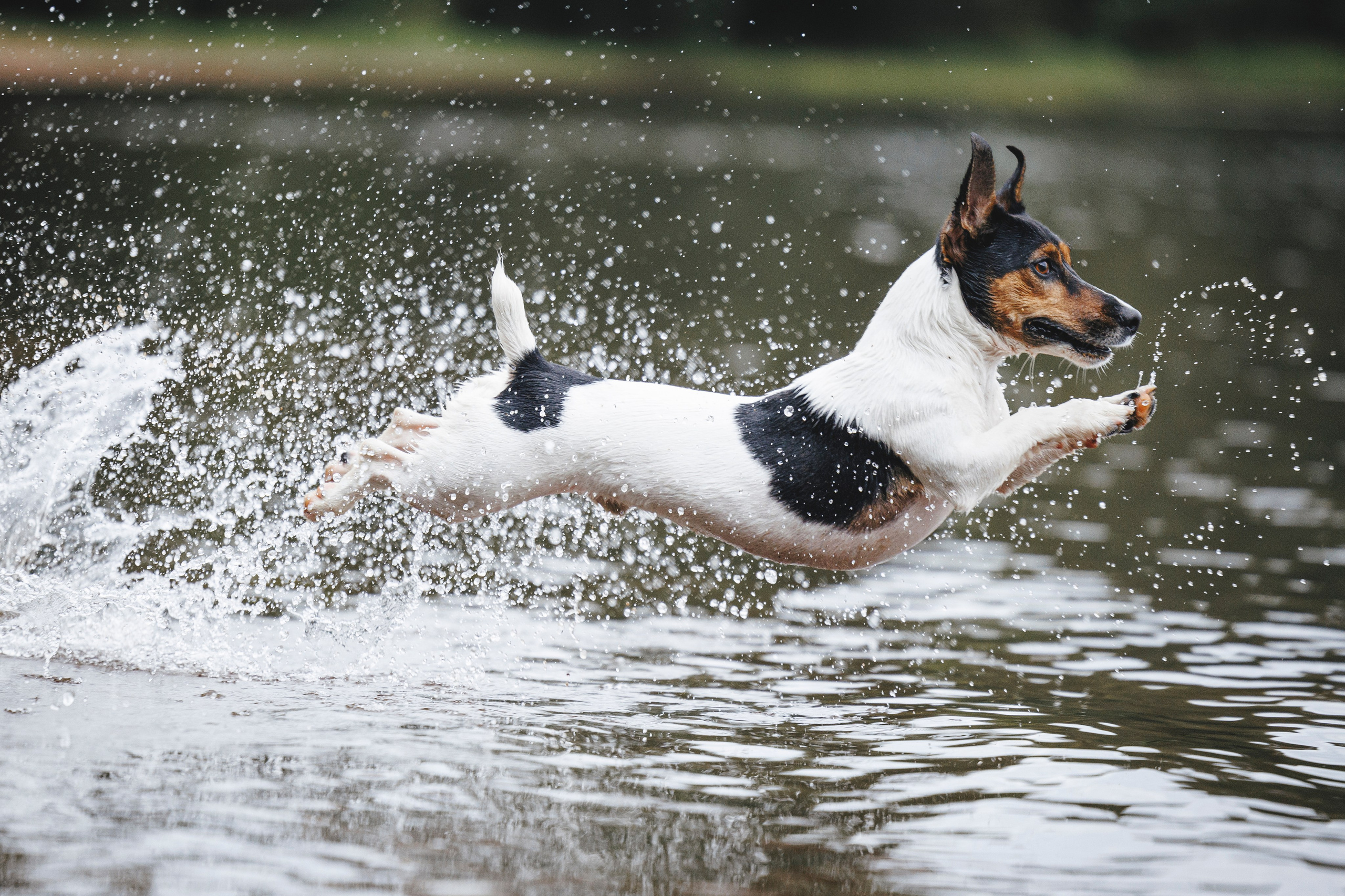 Ания и Ярик. Фотограф-анималист Анна Маринич