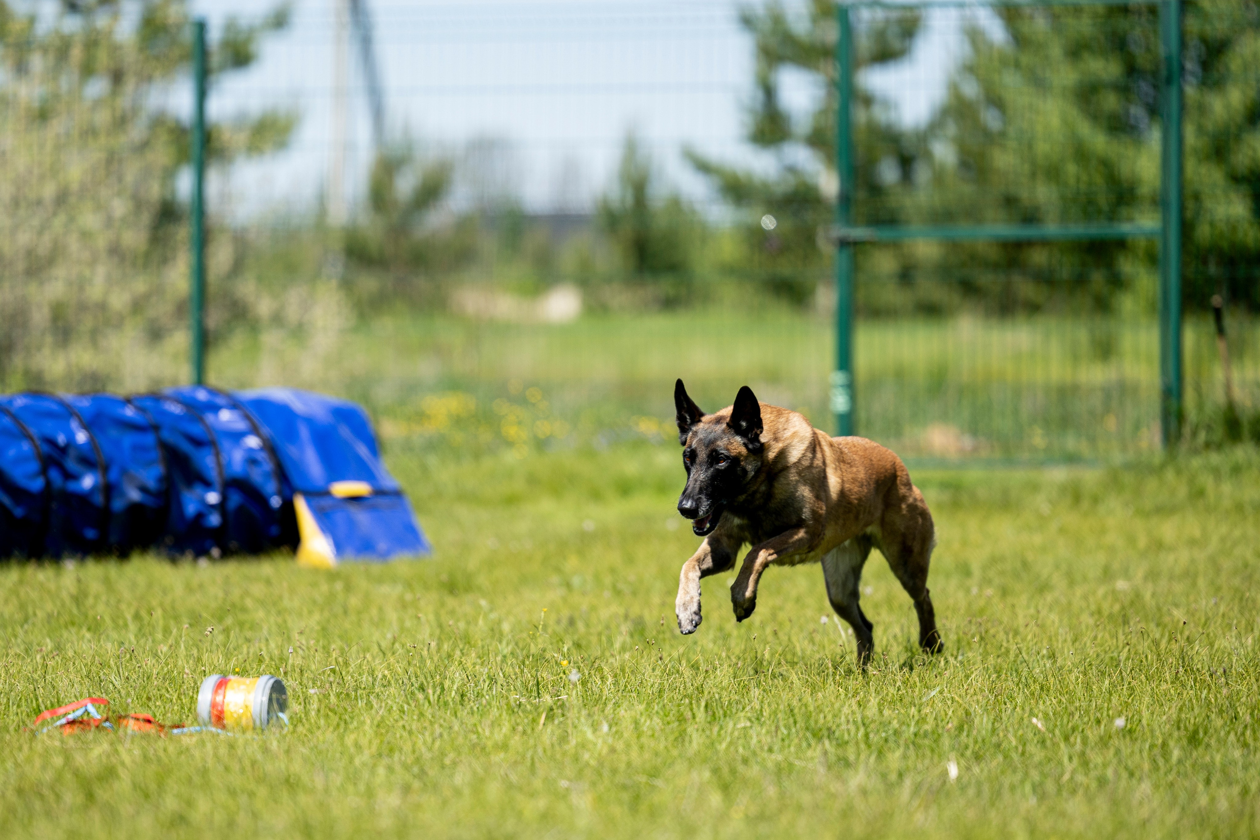 Испытания по мондьорингу в Нижнем Новгороде. Фотограф-анималист Анна Маринич