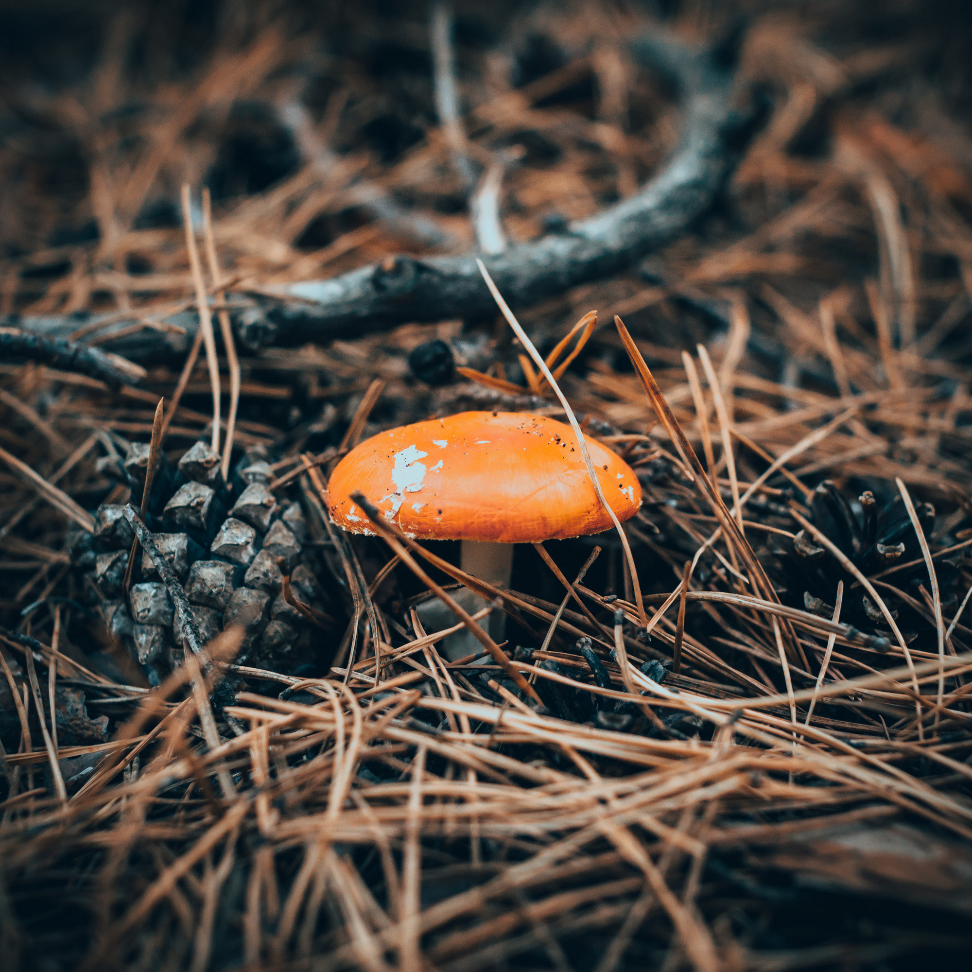 Эмилия, Аделия, Вероника, Радик и Шкода. Семейный и LifeStyle фотограф в Жигулевске и Тольятти Рустам Ханмурзин