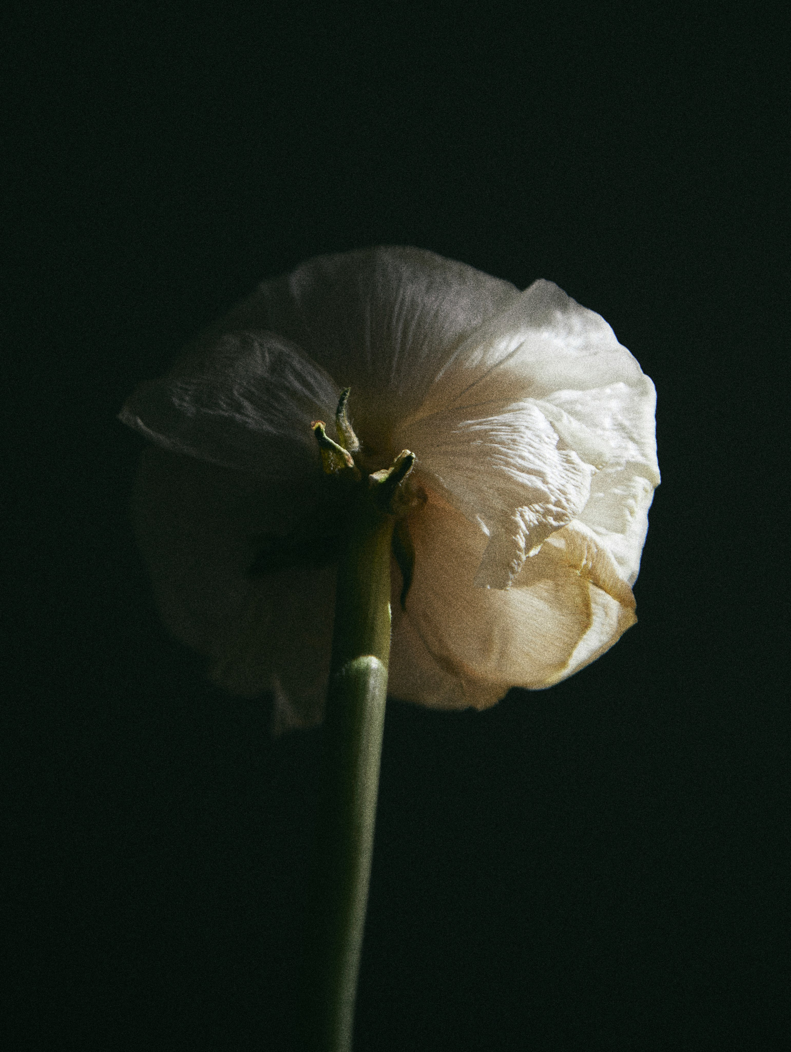 Still Life and Set Design. Photographer