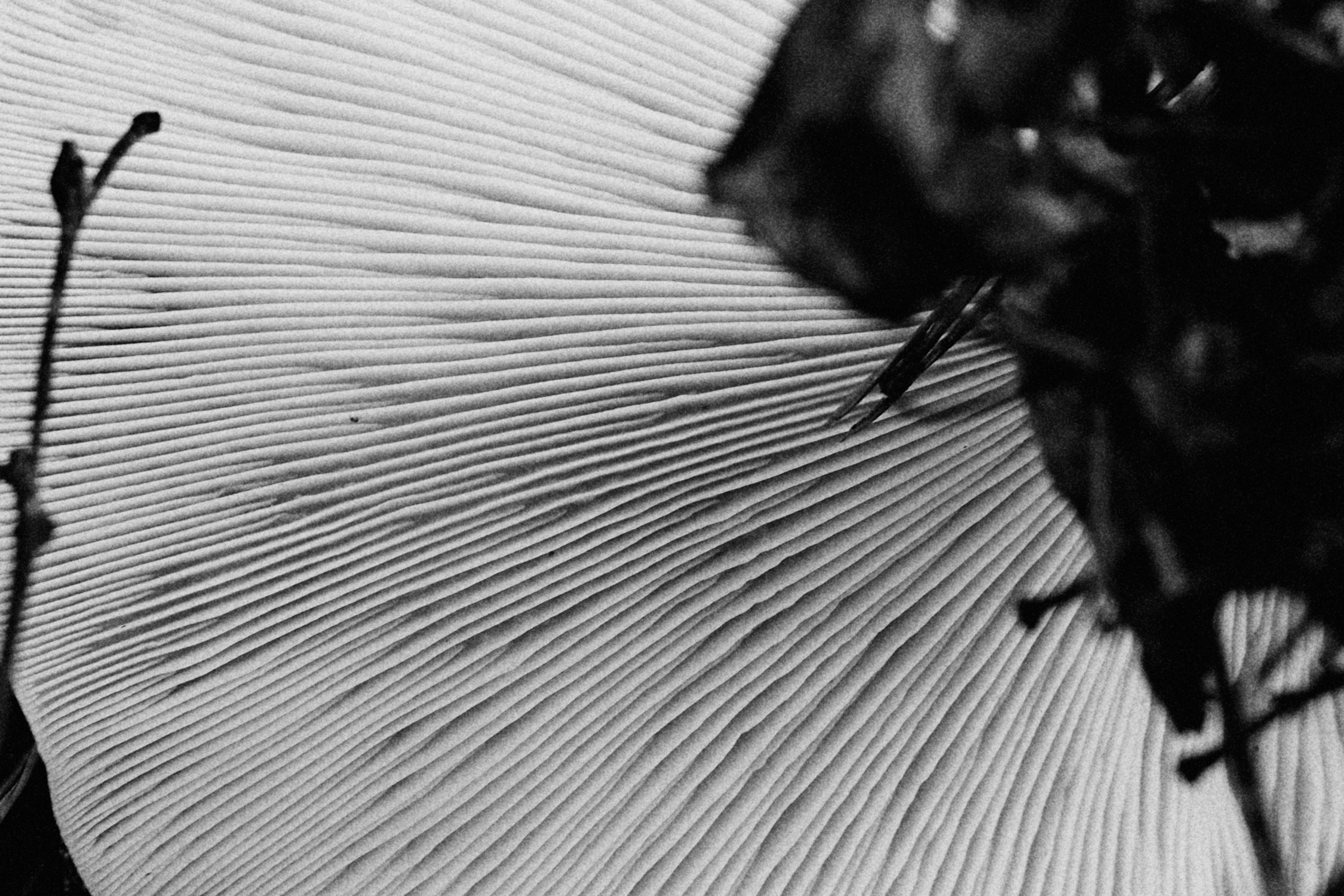 Fine Art. Photographer