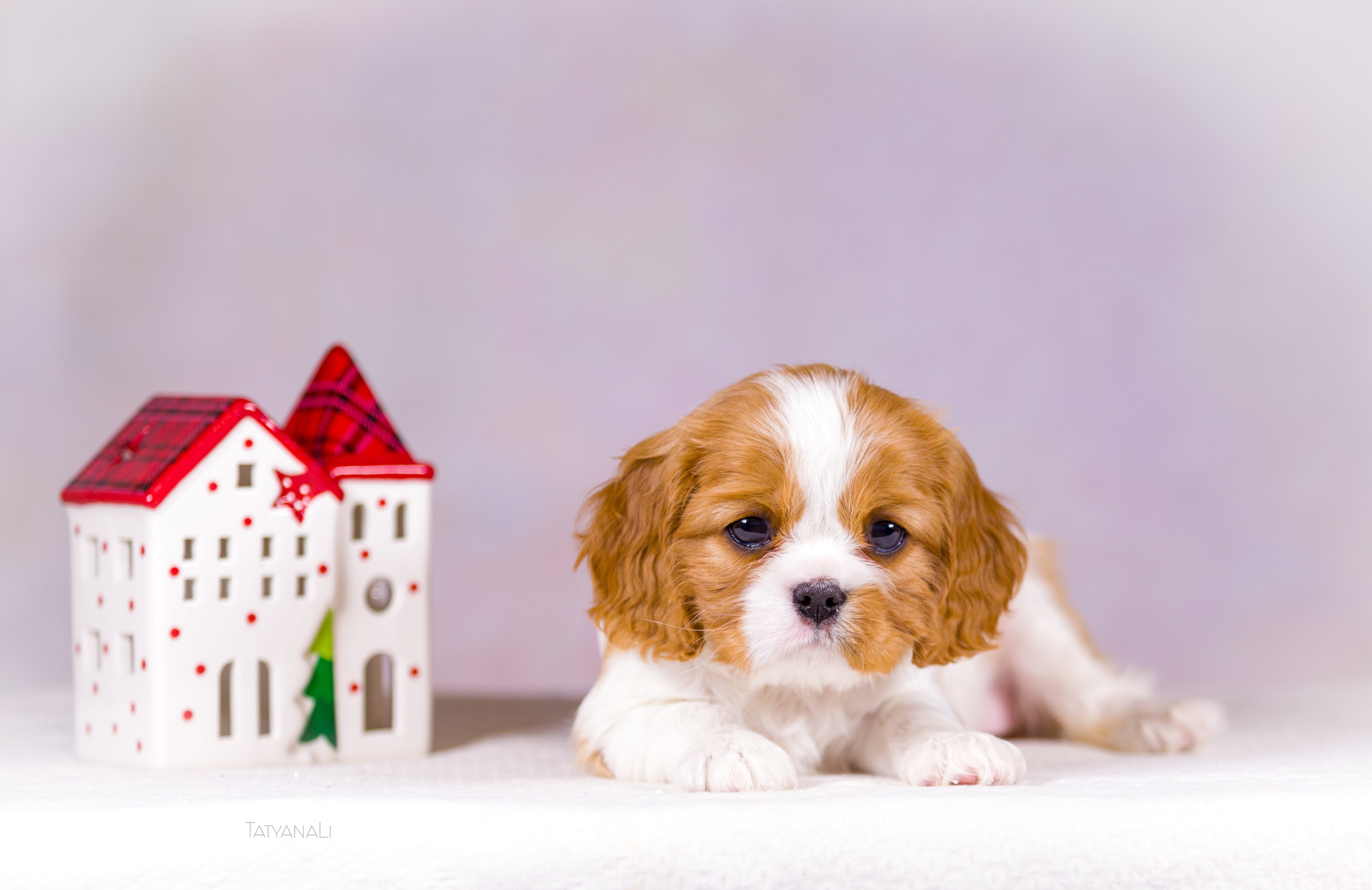 Кавалер-Кинг-Чарльз-Спаниель. Фотограф — анималист Татьяна Ли
