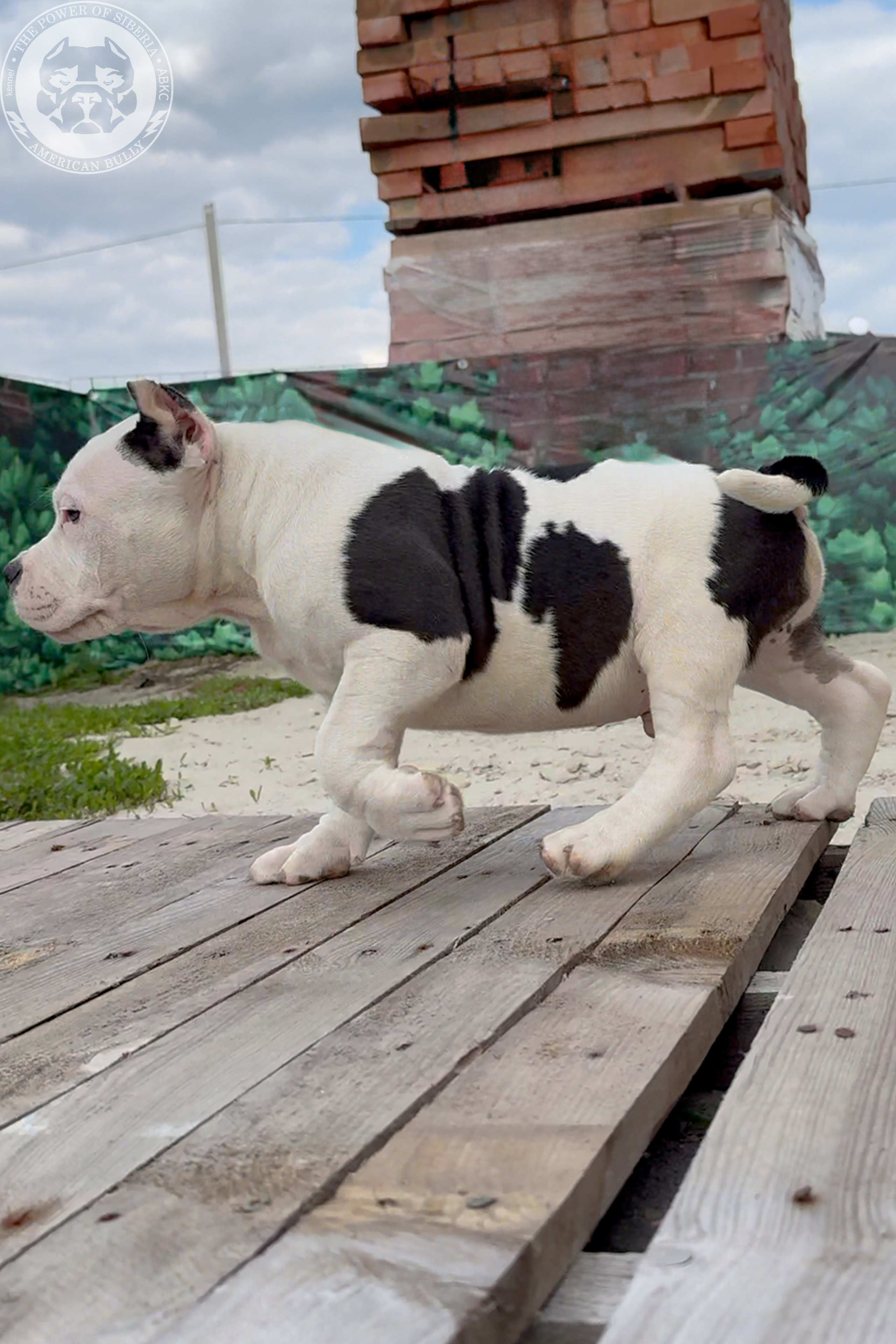 20.01.26-Рокси-Арчи. Американский Булли в г. Ростов-на-Дону. Питомник THE POWER OF SIBERIA