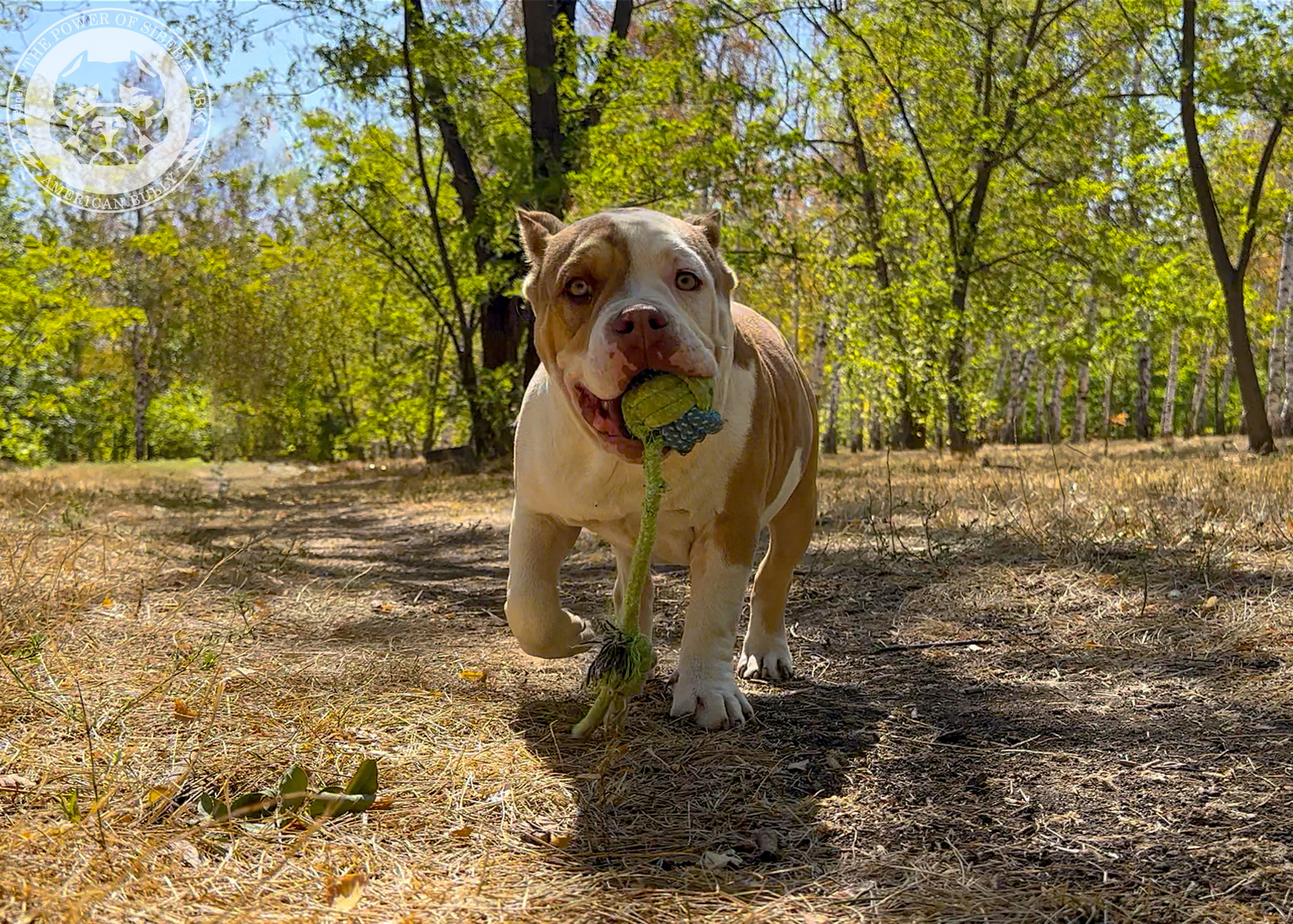 Помет Каспер и Тагира. 21.04.25. Американский Булли в г. Ростов-на-Дону. Питомник THE POWER OF SIBERIA