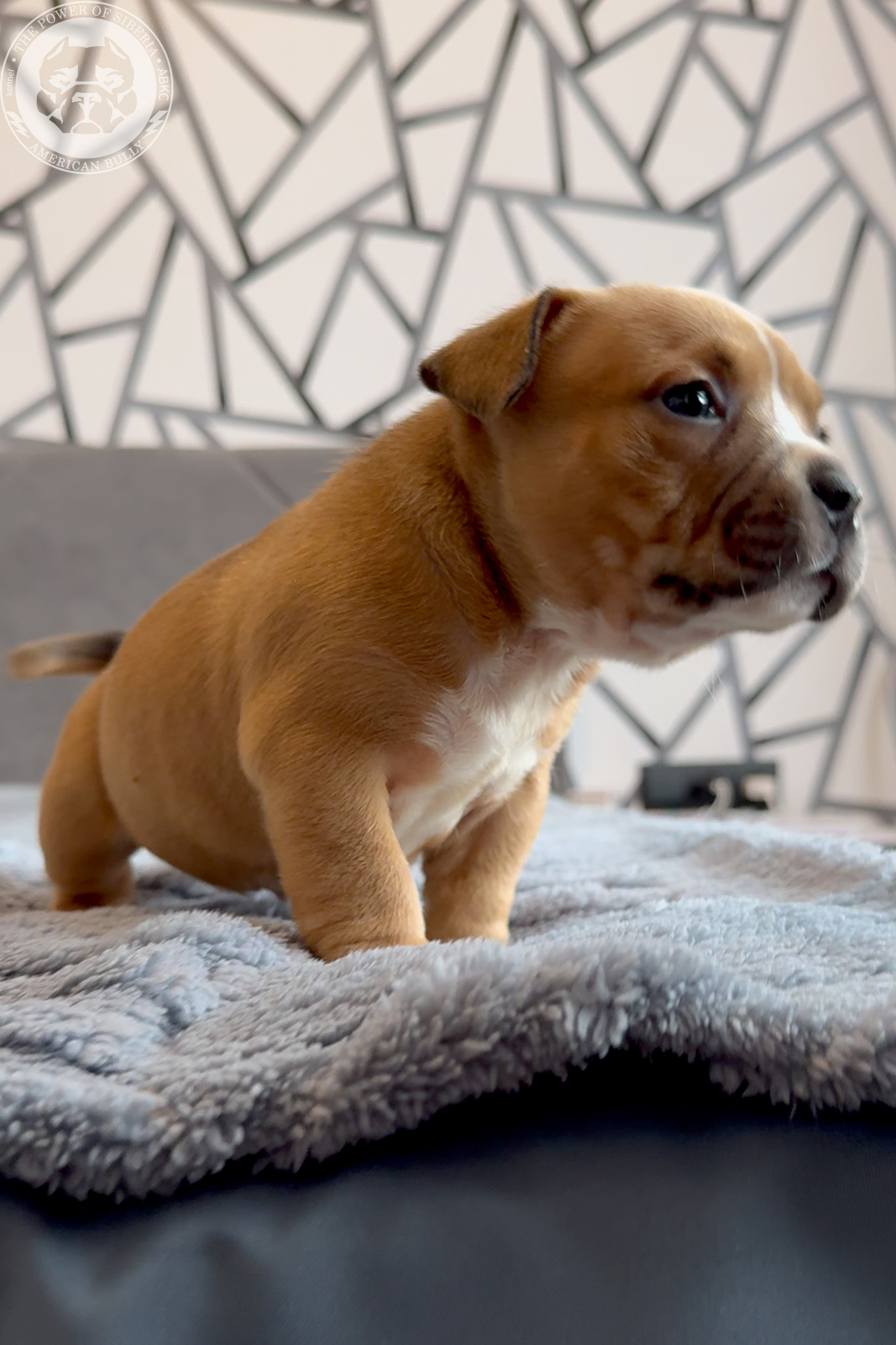 Свободные щенки Американский Булли, в типах покет, классик, стандарт. Американский Булли в г. Ростов-на-Дону. Питомник THE POWER OF SIBERIA