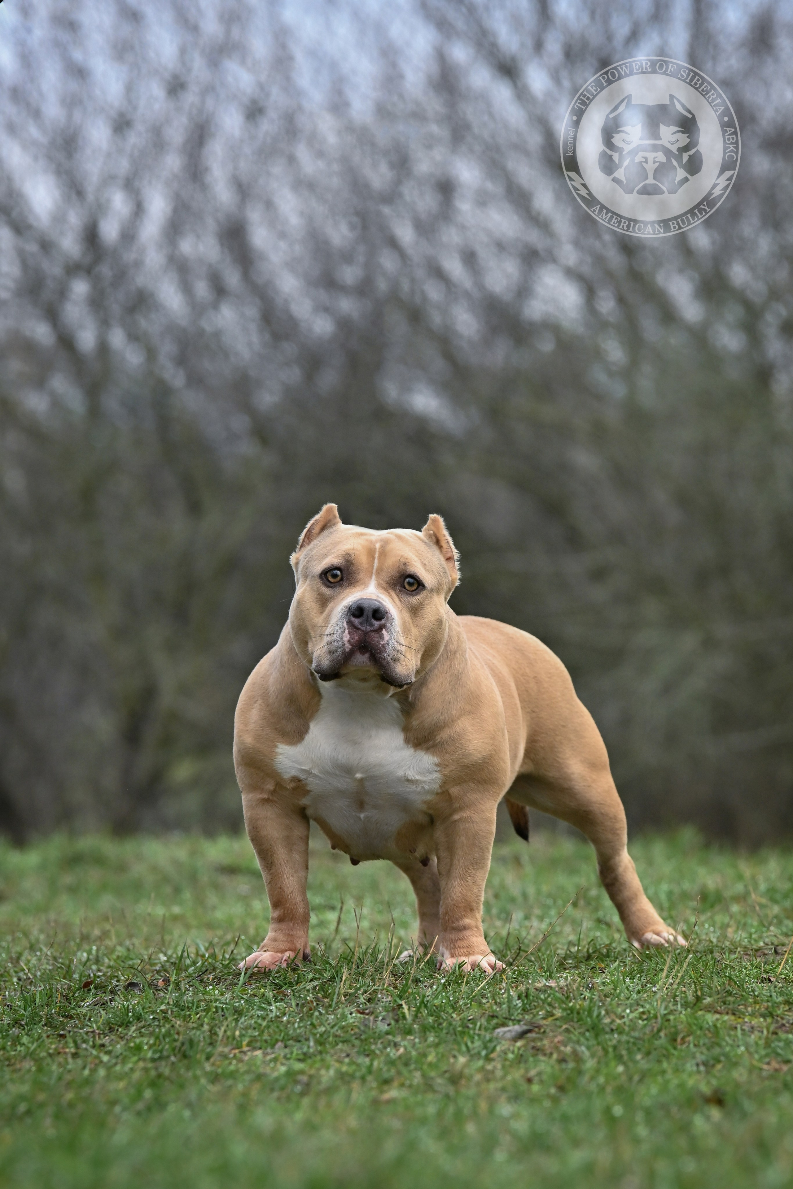 Декабрь 2025. Американский Булли в г. Ростов-на-Дону. Питомник THE POWER OF SIBERIA
