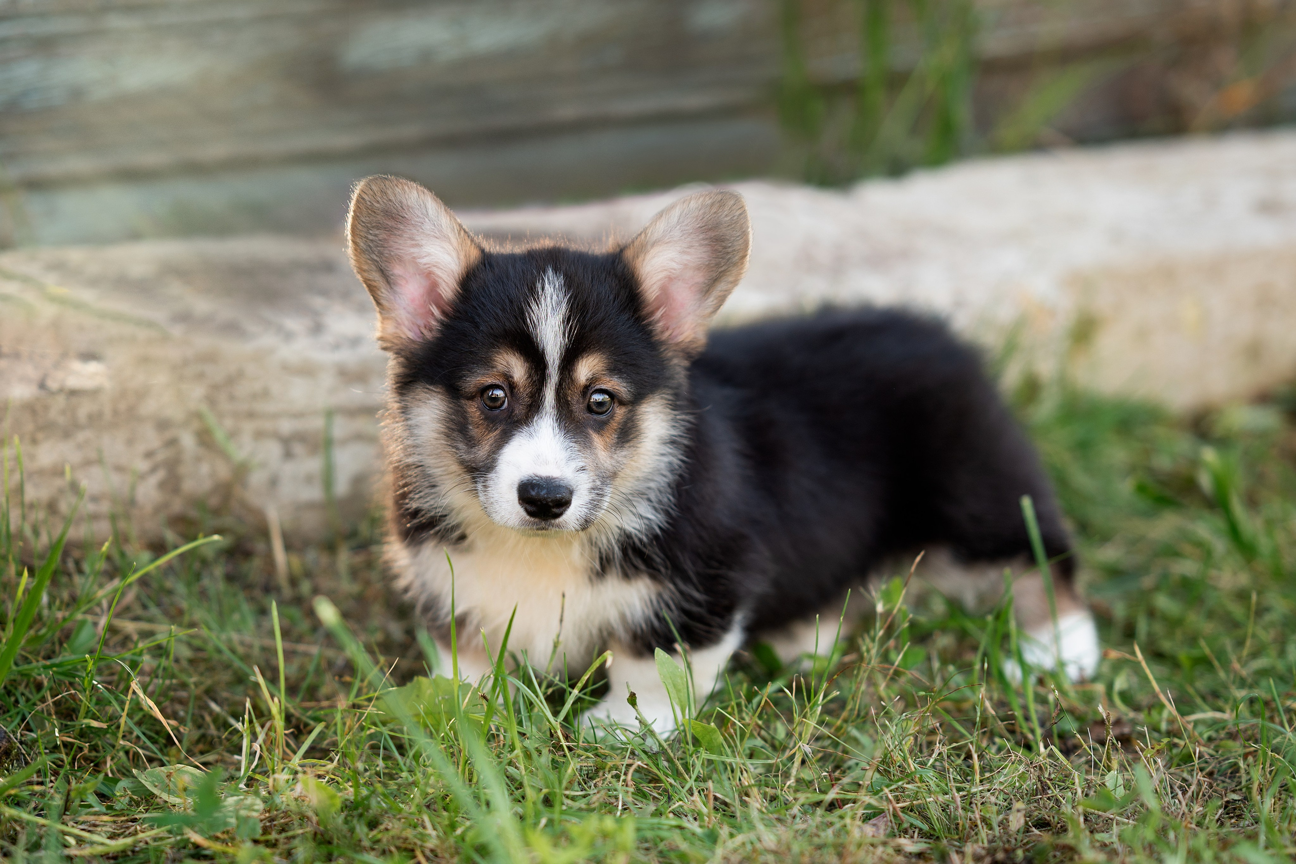Заводчик Анастасия Подгорбунская. Творческий фотограф Вологда