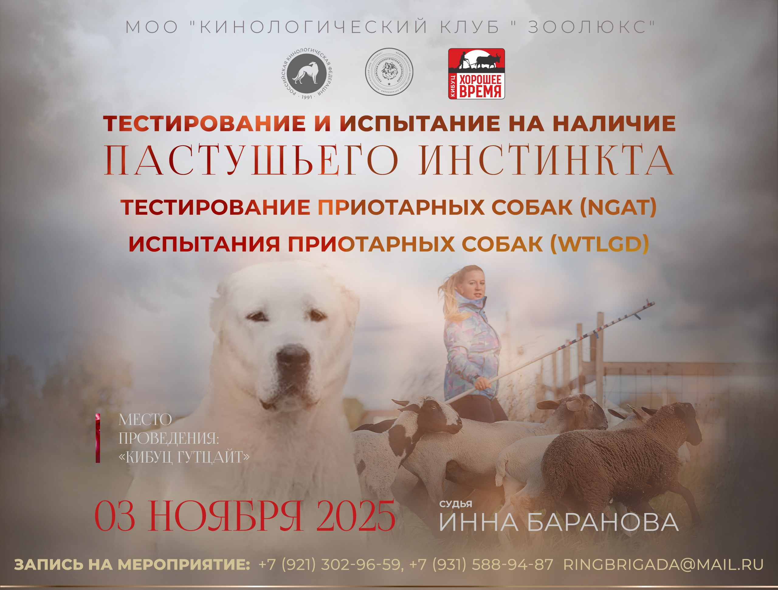 Блок презентаций по пастьбе для организаторов Санкт-Петербургское Содружество Профессиональных . Что примечательно, фото пастьбы сделаны мной еще в далеком 2018 году. Одна из фотографий украшает шапку профиля судьи Инны Барановой 😊ps: На заглавном фото Алина Кылыч и корги Ума.