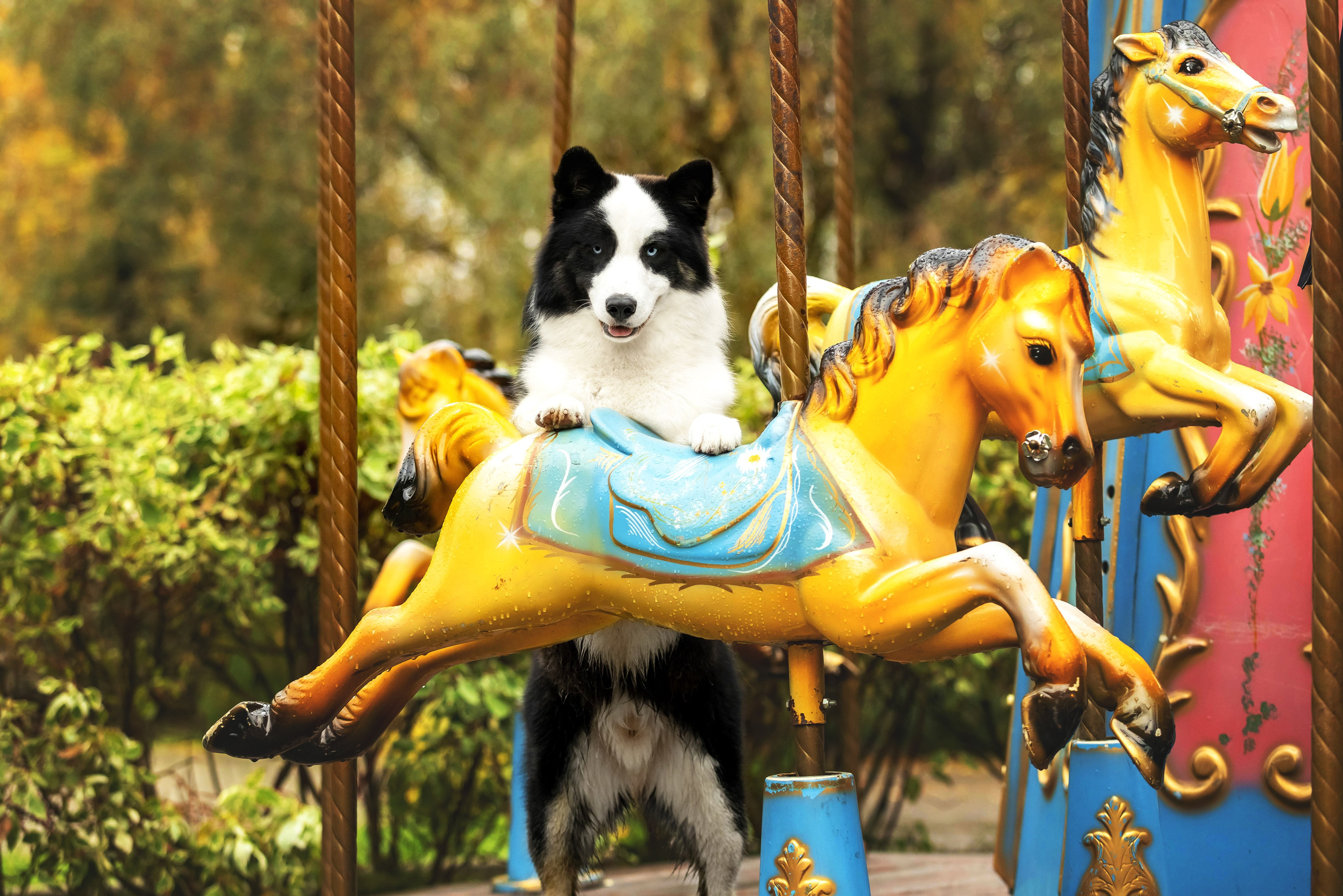 Якутская Лайка Гард. Https://moshkovaphoto.ru/