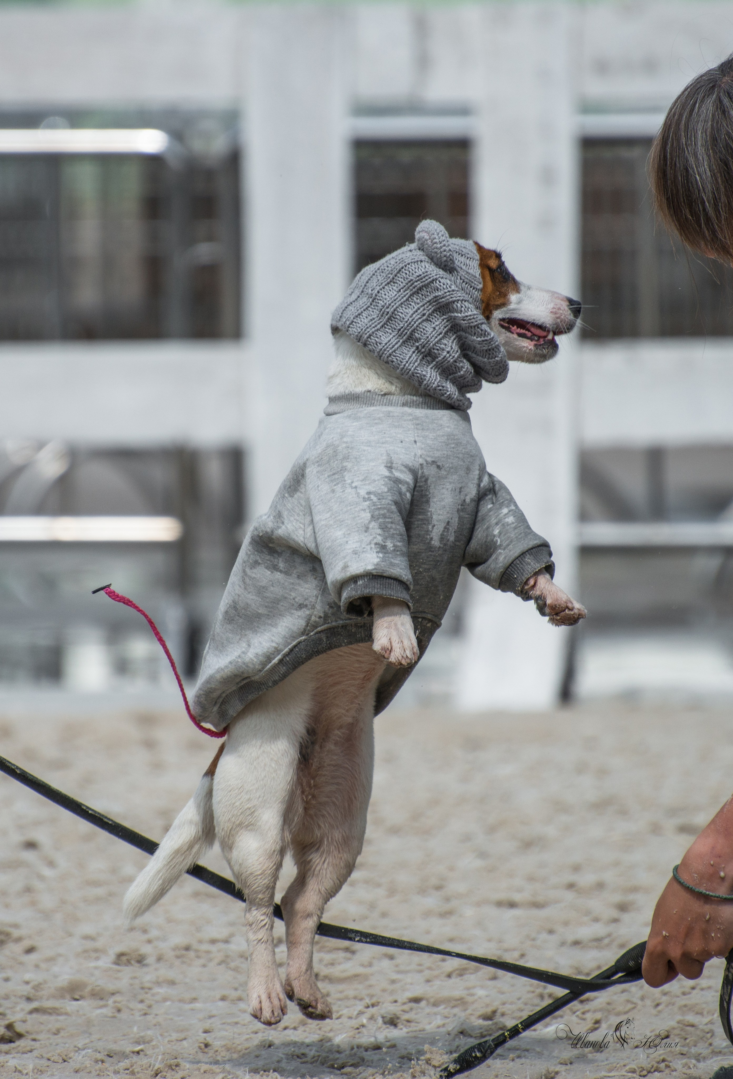 Эквирос, Москва. Конный фотограф в Саратове Юлия Иванова