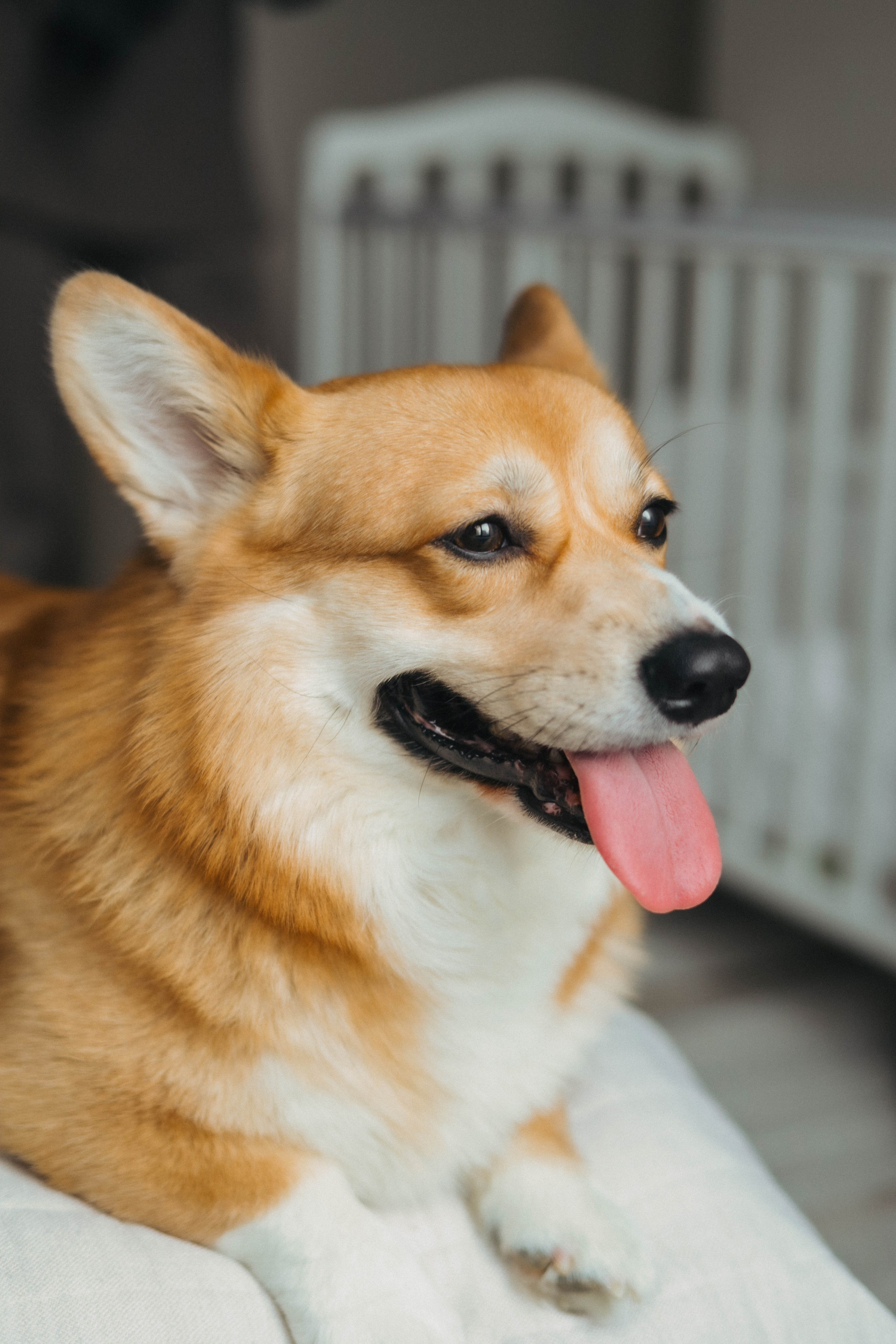 Валерия, Вова и Персик. Семейный фотограф в Москве Дарья Верещагина
