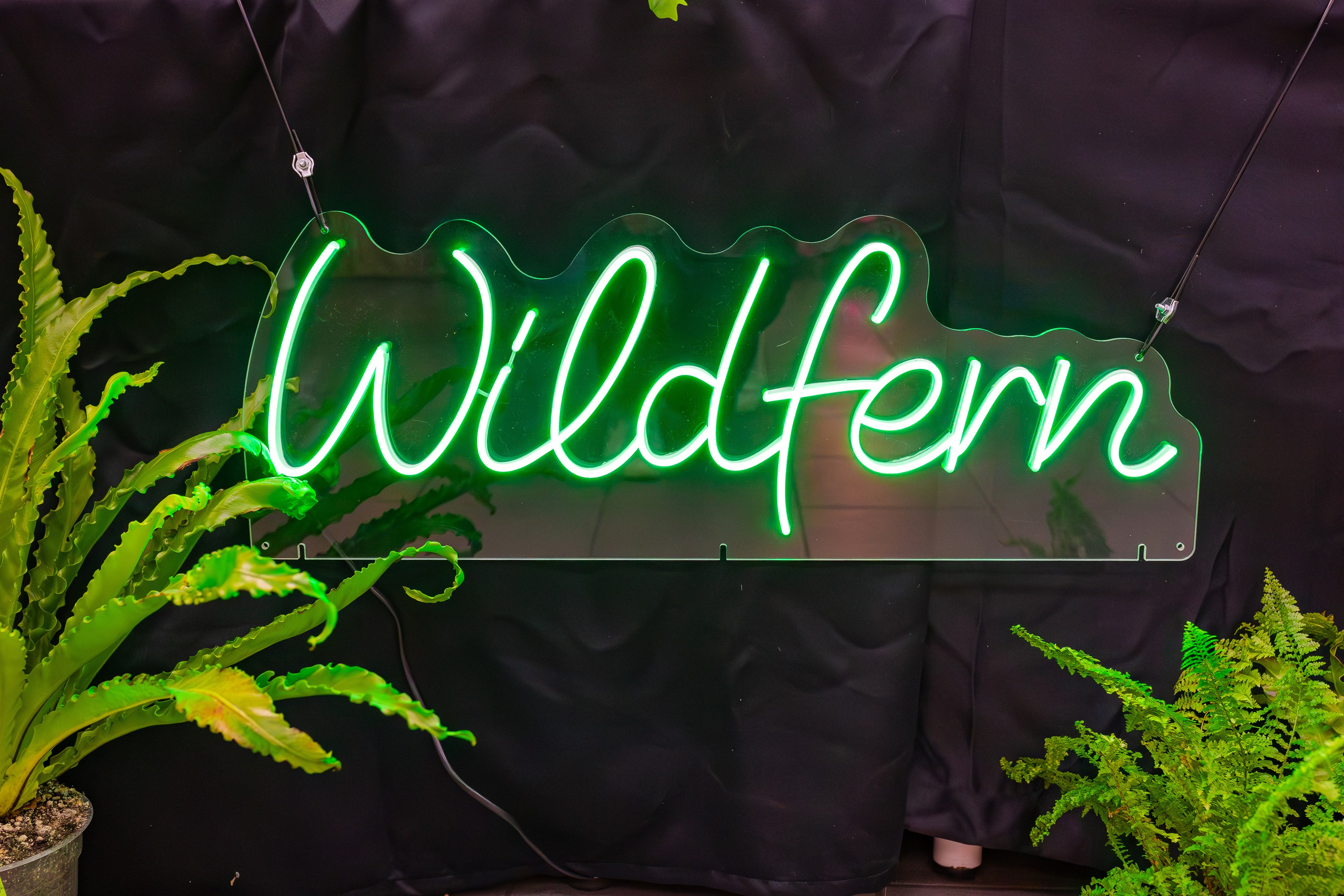 Орхидиум сентябрь 2025. Александра Куликова фотограф, Москва