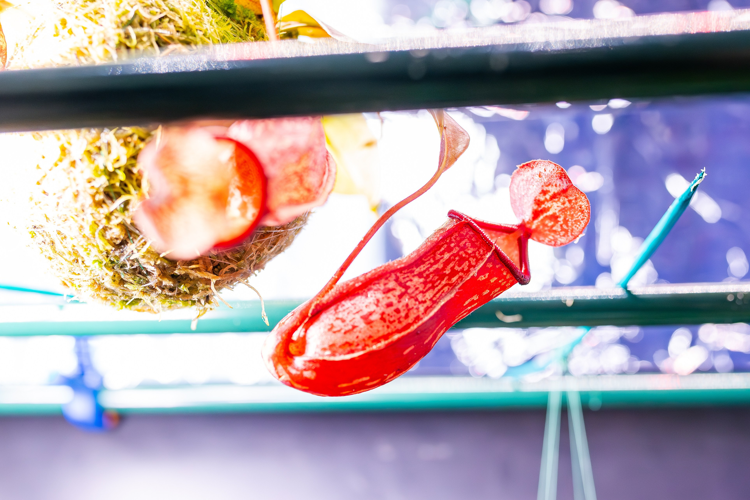 Монстериум 11–12 октября. Александра Куликова фотограф, Москва