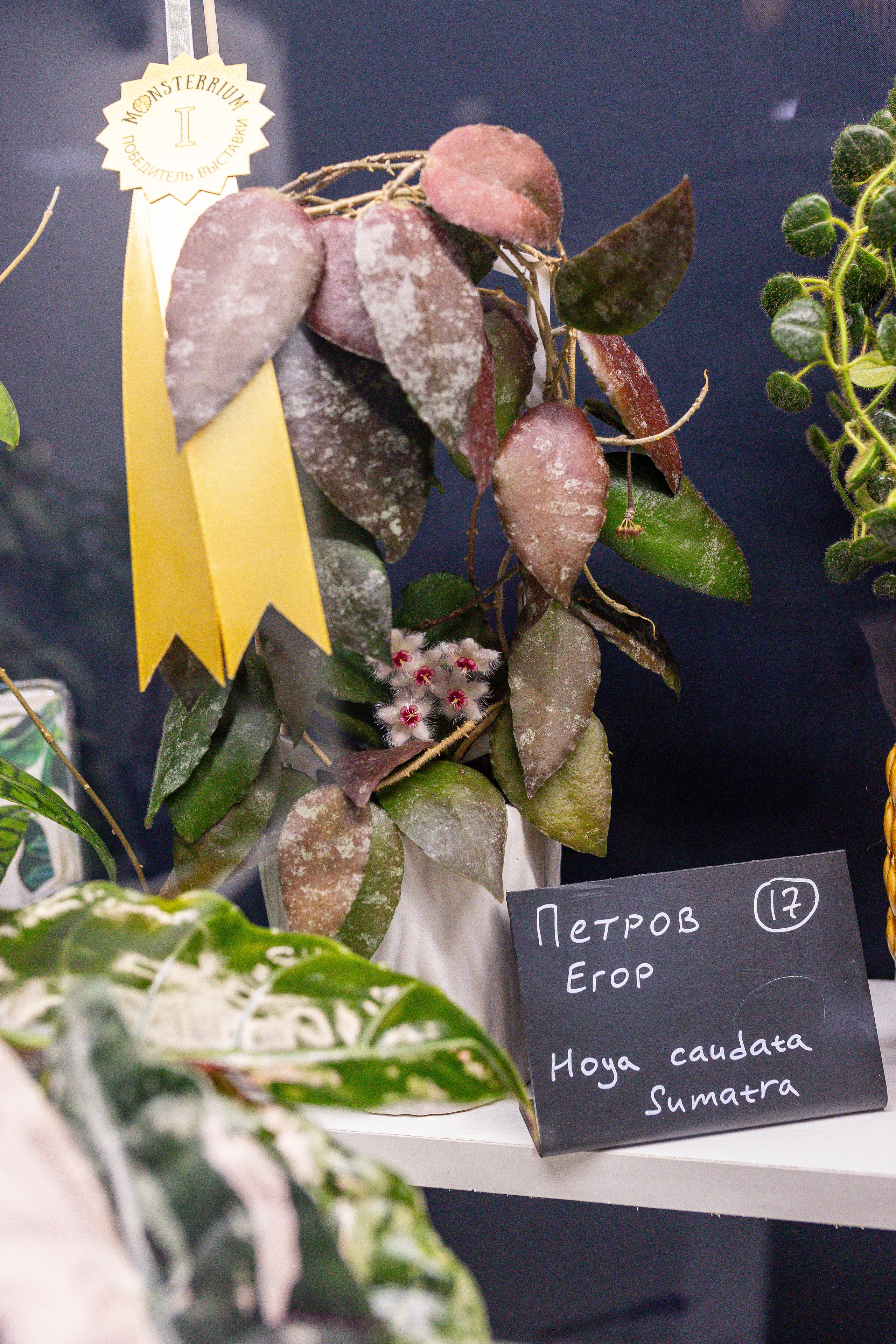 Монстериум 11–12 октября. Александра Куликова фотограф, Москва
