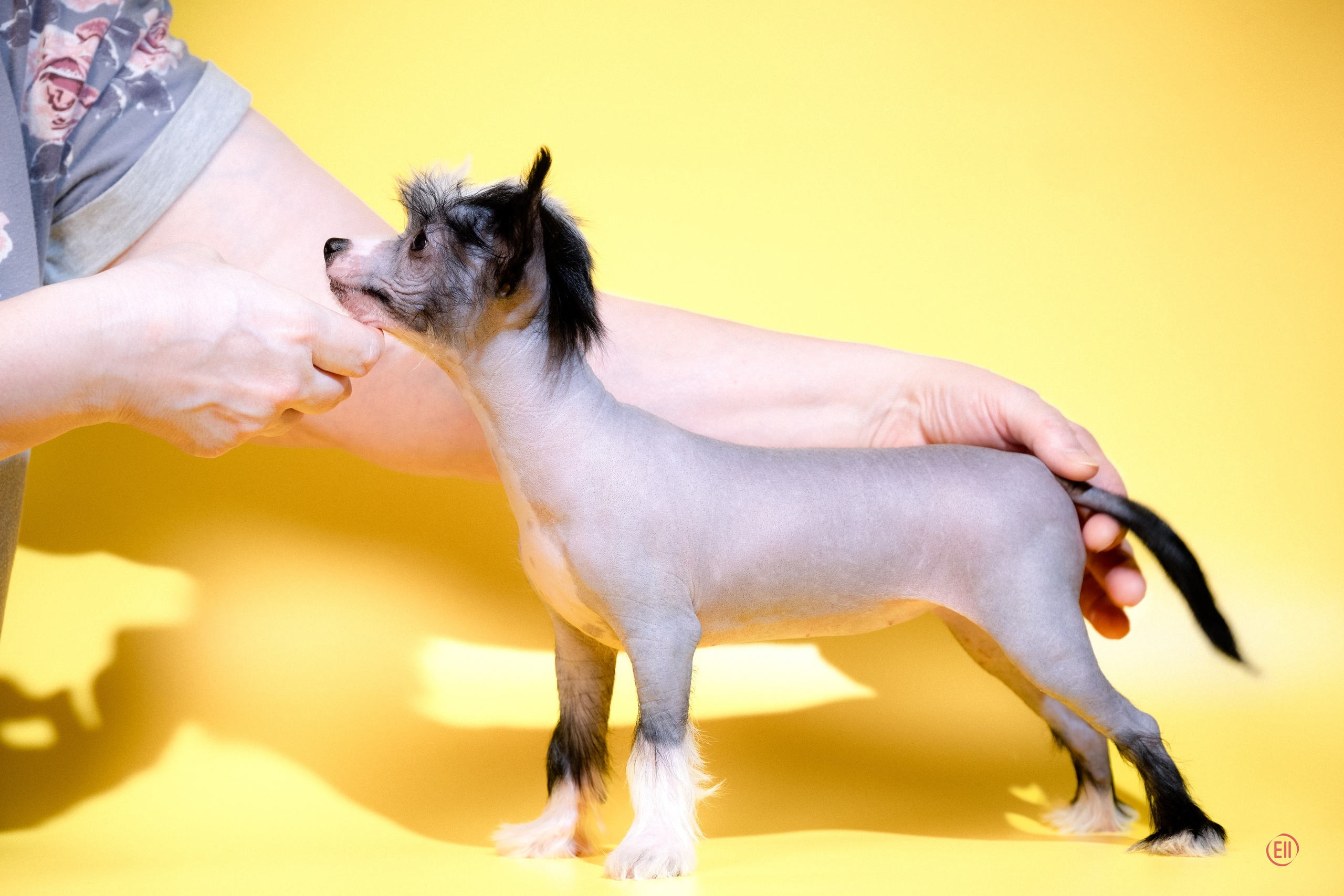 04.01.2026 Жёлтая фотосессия. Фотограф в Москве