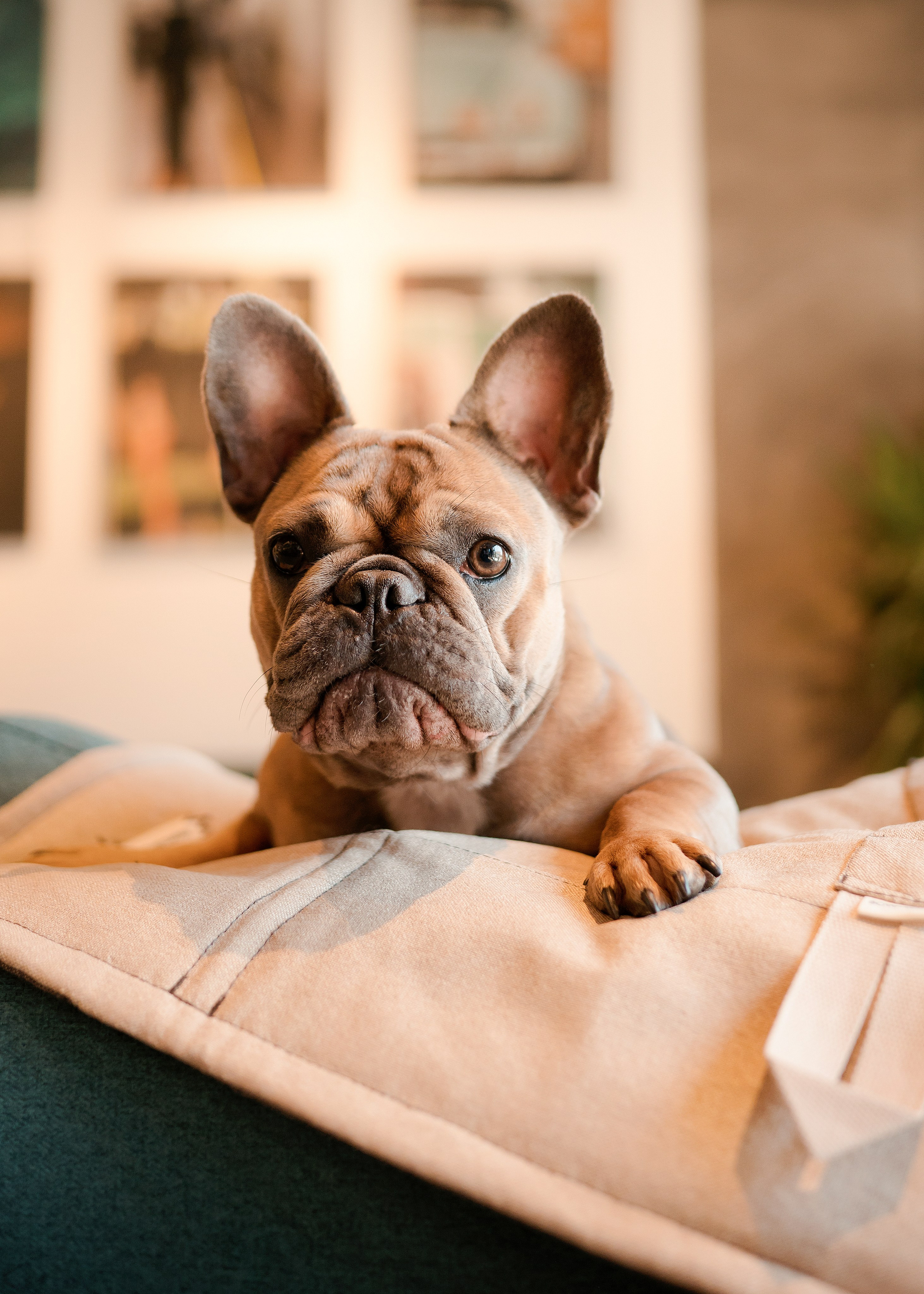 Bow-Wow. Фотограф- анималист Александра Матвеева