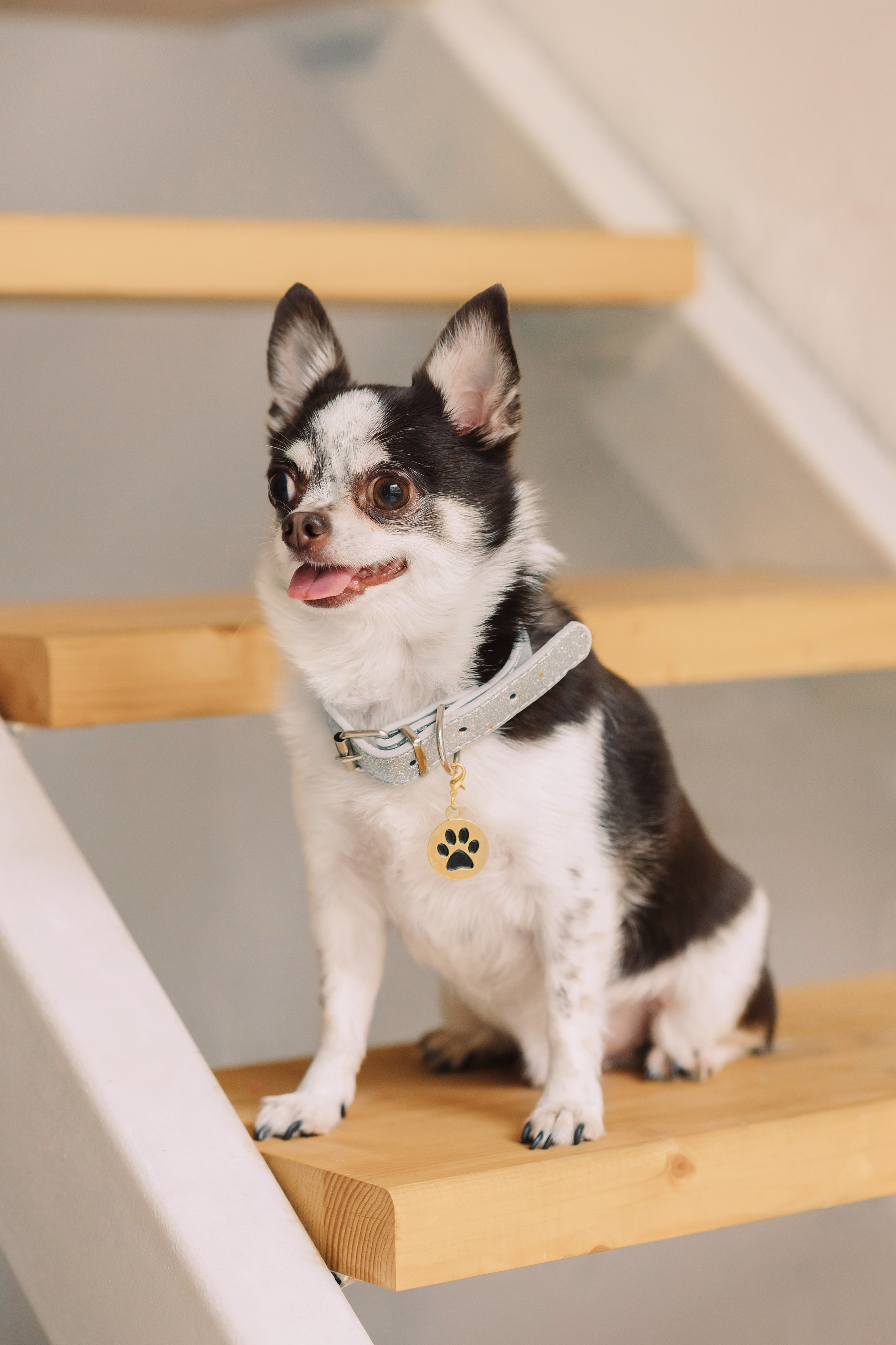 Магазин Friend of mine. Фотограф-анималист Елена Радченко, Москва