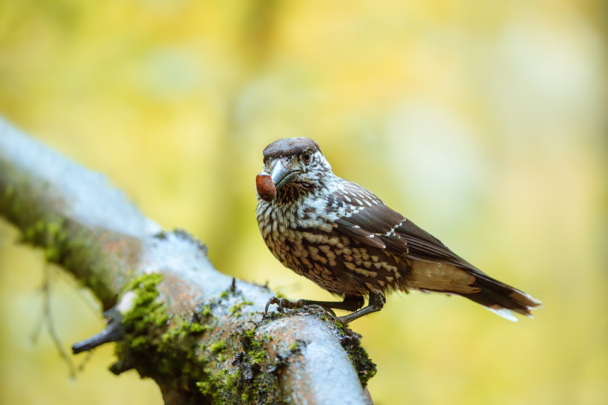 Удивительные мир птиц. Вокруг нас столько прекрасного — присмотритесь!. Ваш личный фотограф Марина Волкова