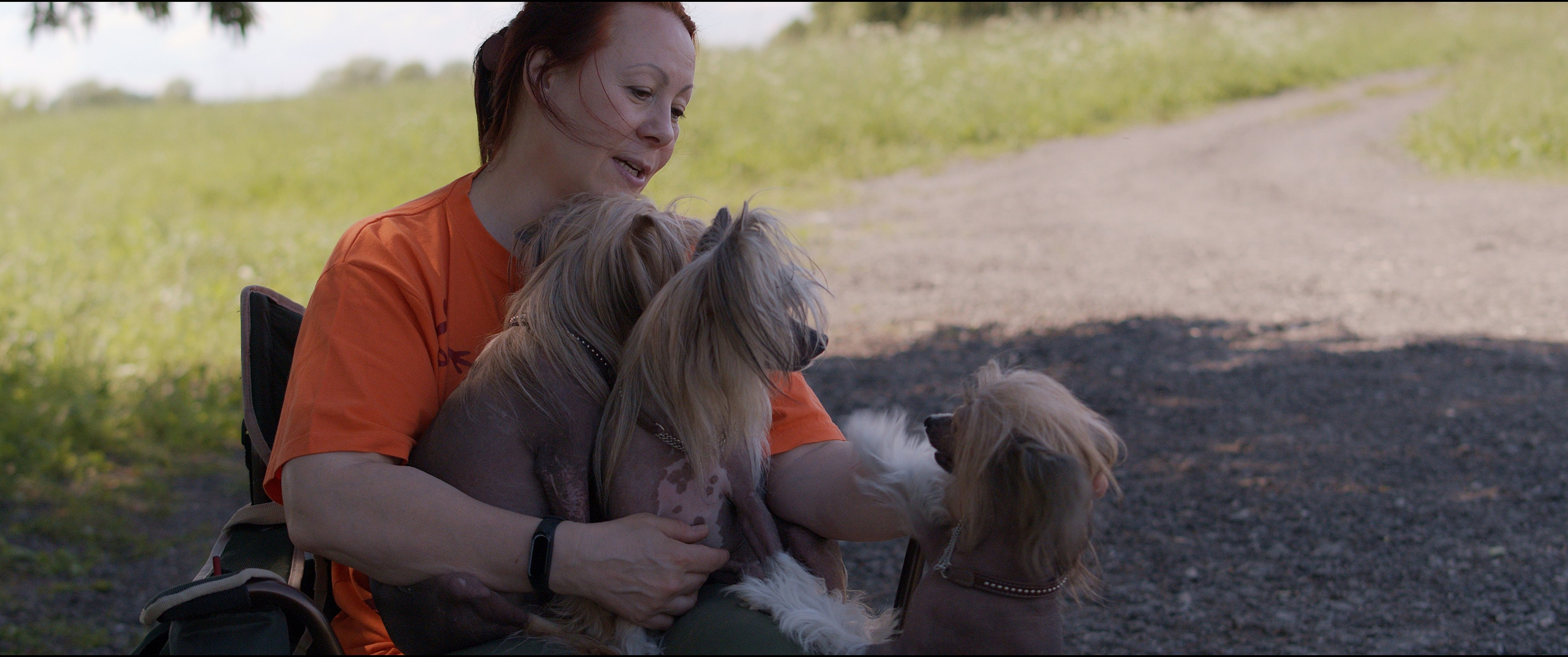 Footage from the interview. Poale Ell Chinese Crested Dog Kennel: Buy a puppy from the kennel