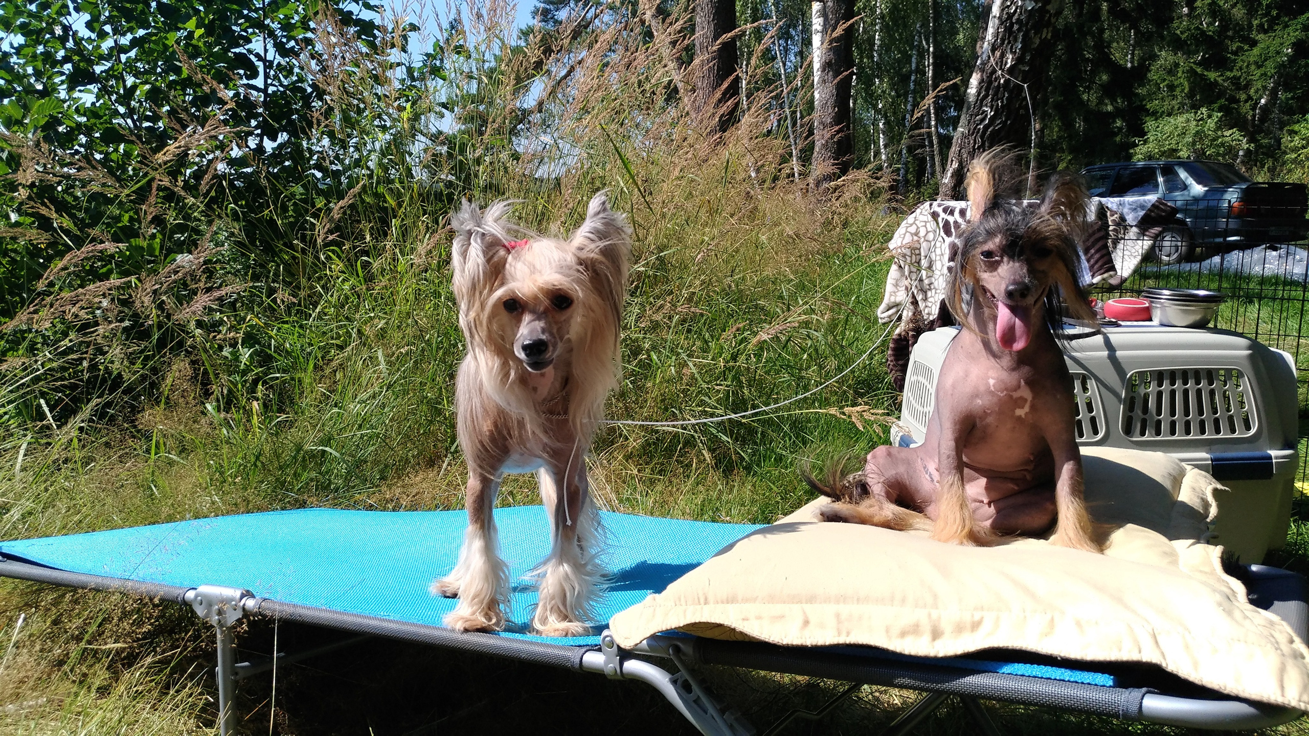 Hike to Konakovo. Poale Ell Chinese Crested Dog Kennel: Buy a puppy from the kennel