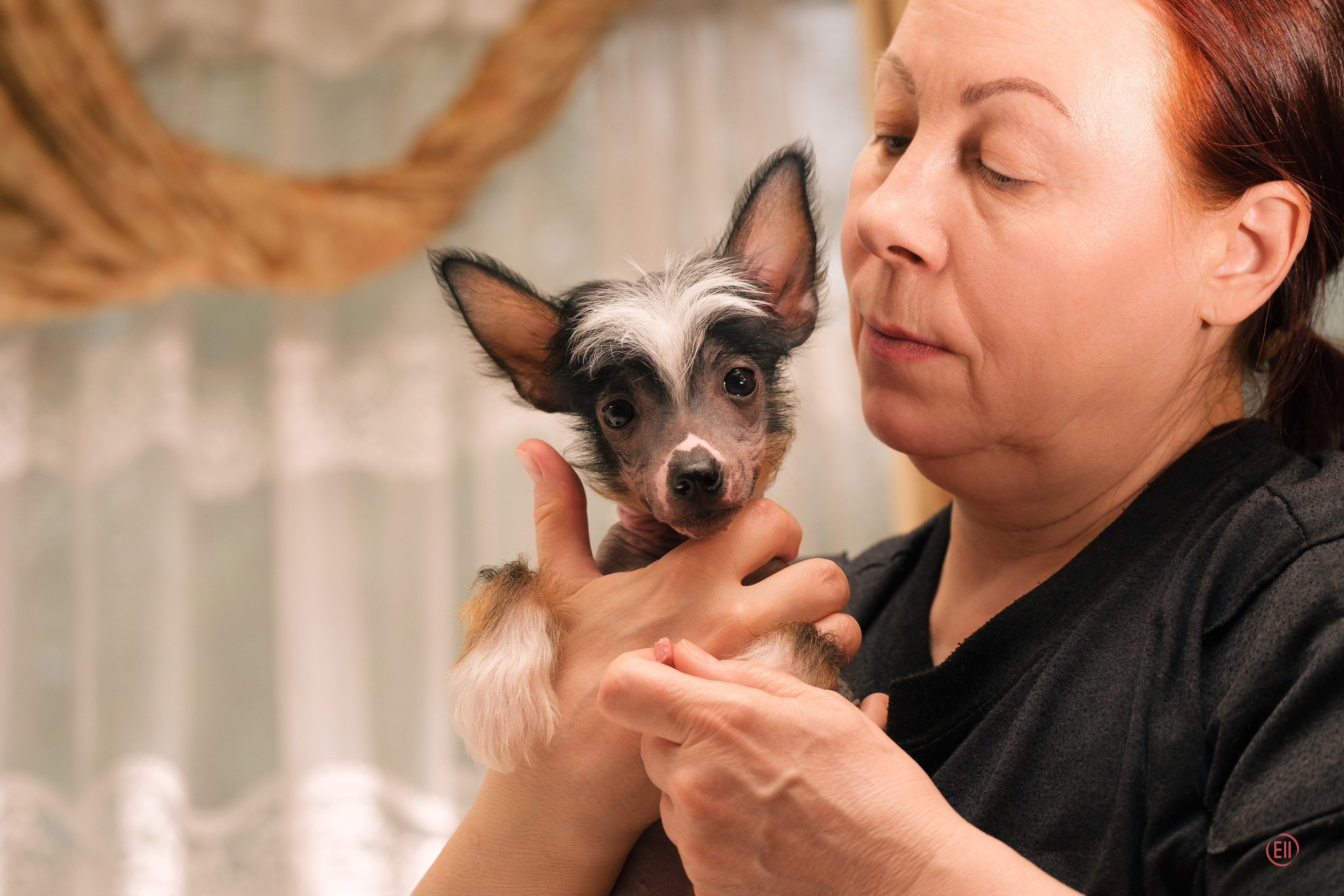 Poale Ell Vinsent. Chinese Crested Dog Kennel Poale Ell