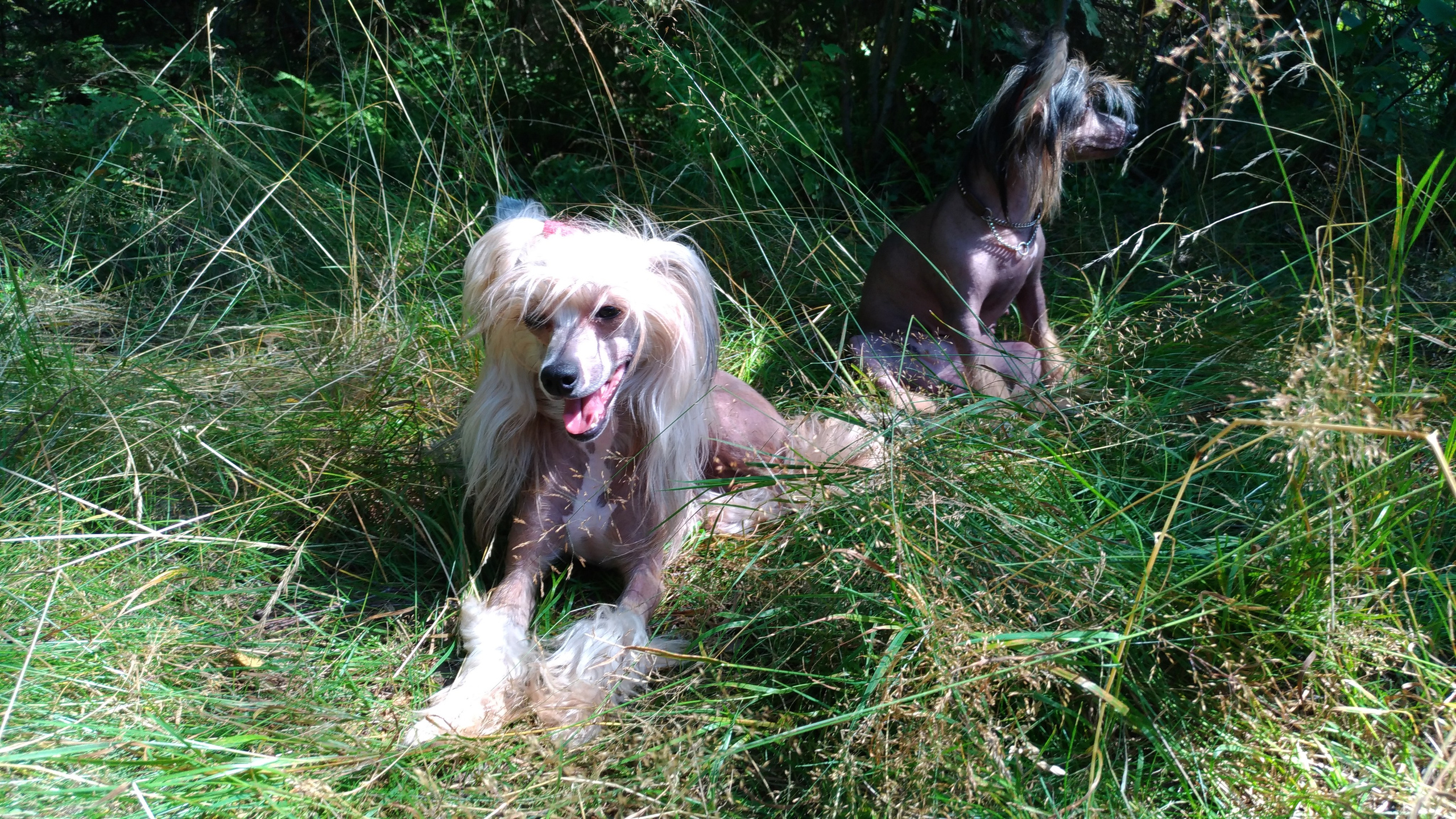 Hike to Konakovo. Poale Ell Chinese Crested Dog Kennel: Buy a puppy from the kennel
