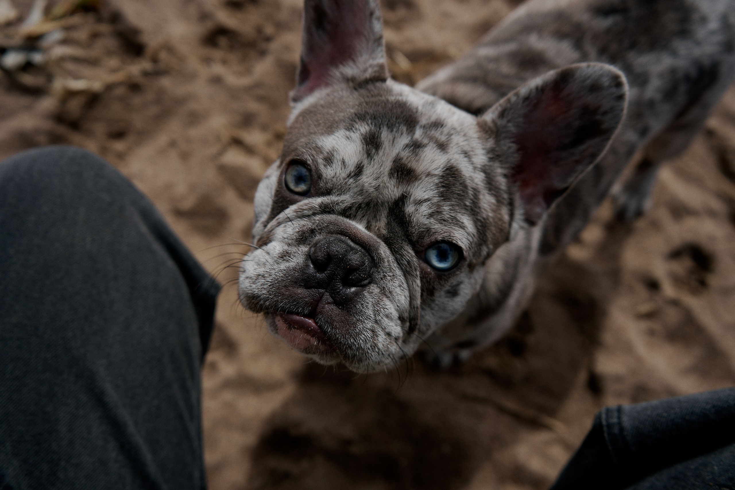 Фотосессия с собакой на заливе. Фотограф / Санкт-Петербург / Галина Никонова