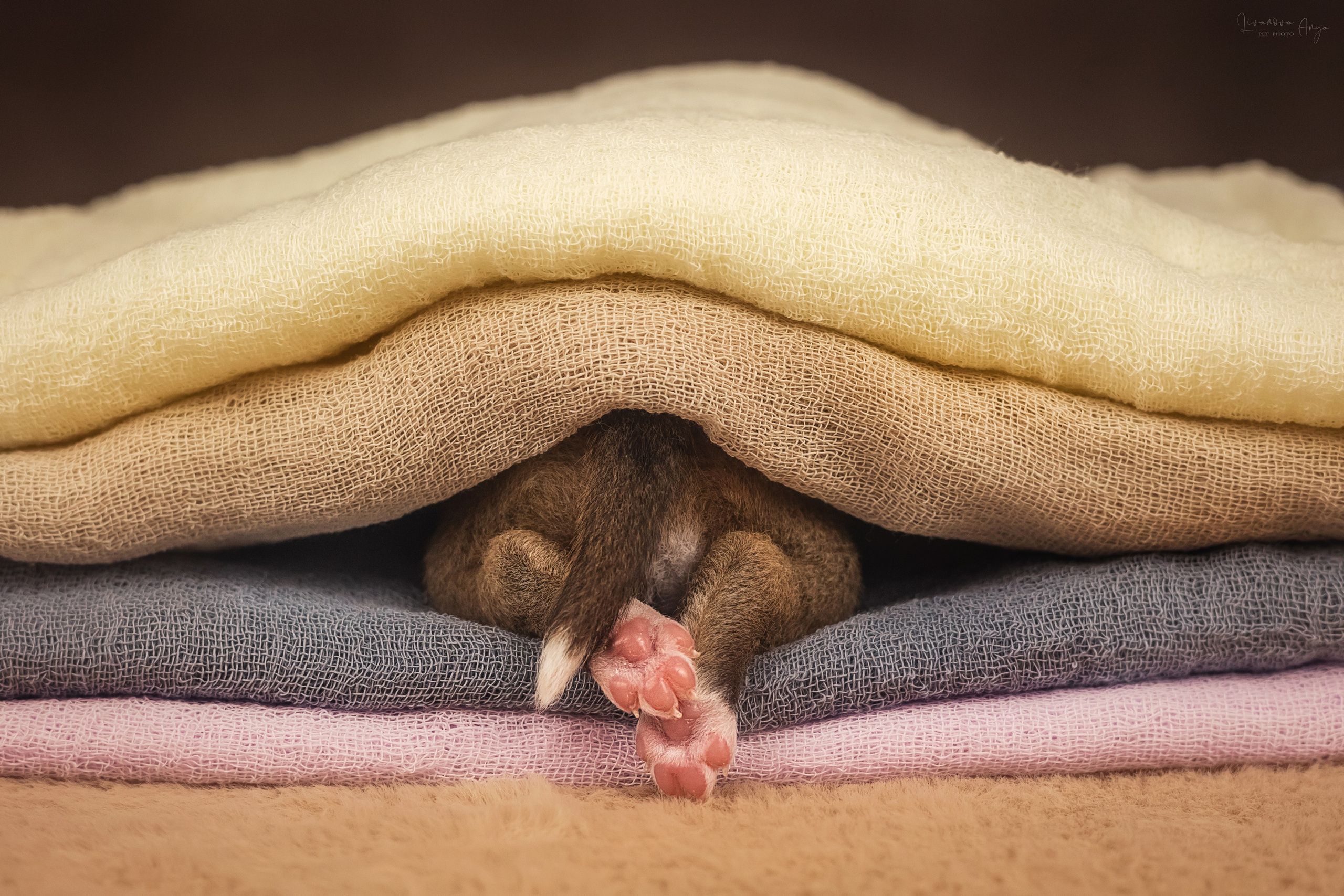 Басеньки. Фотограф анималист Аня Ливанова | Рыбинск